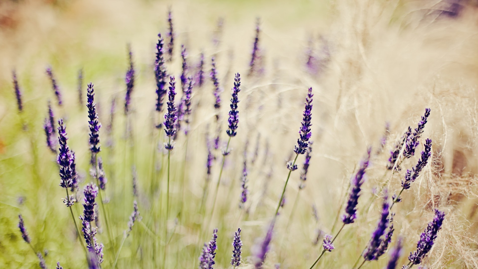 General 1920x1080 nature lavender purple flowers depth of field plants outdoors