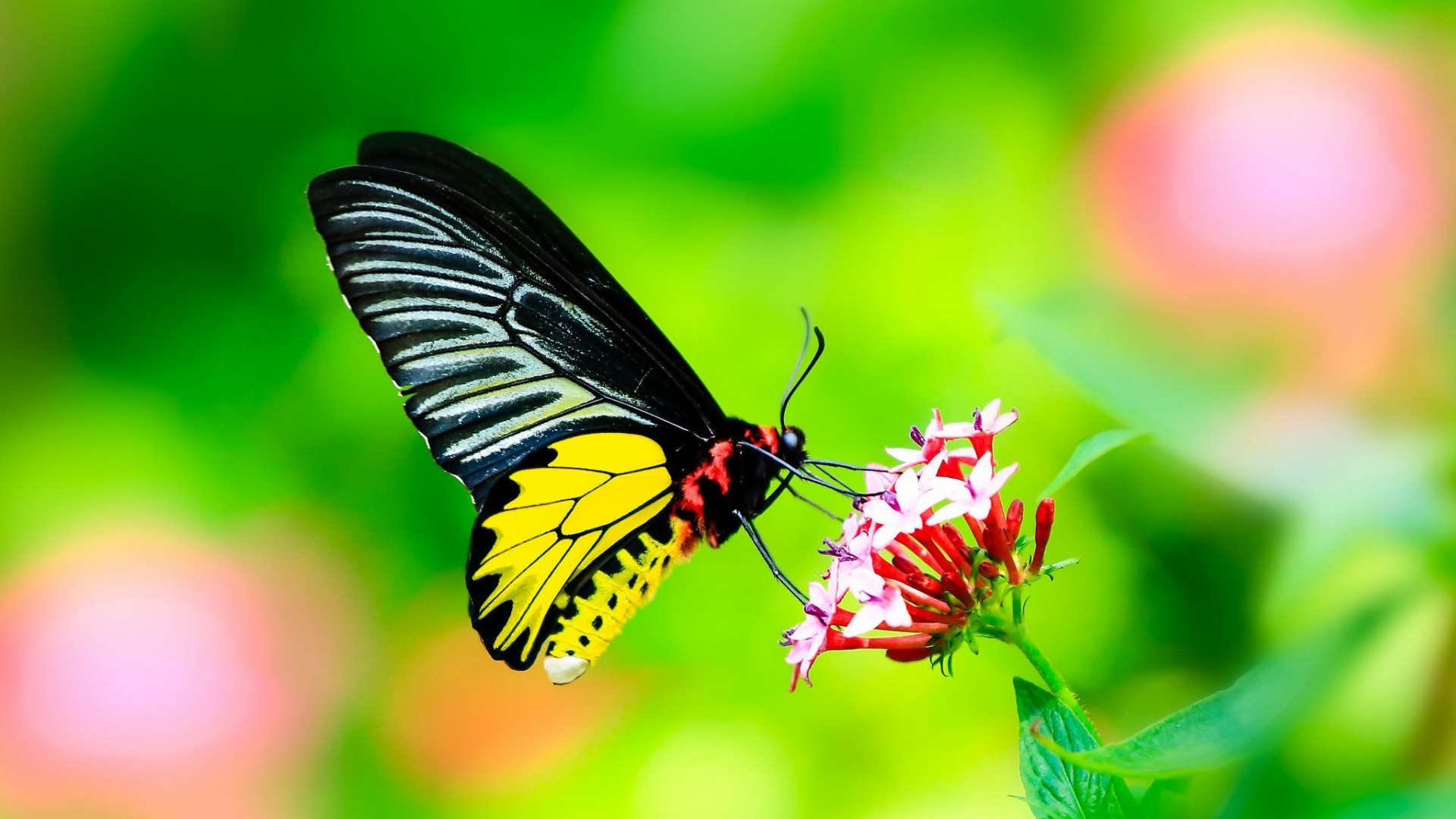 General 1920x1080 butterfly insect macro animals green background