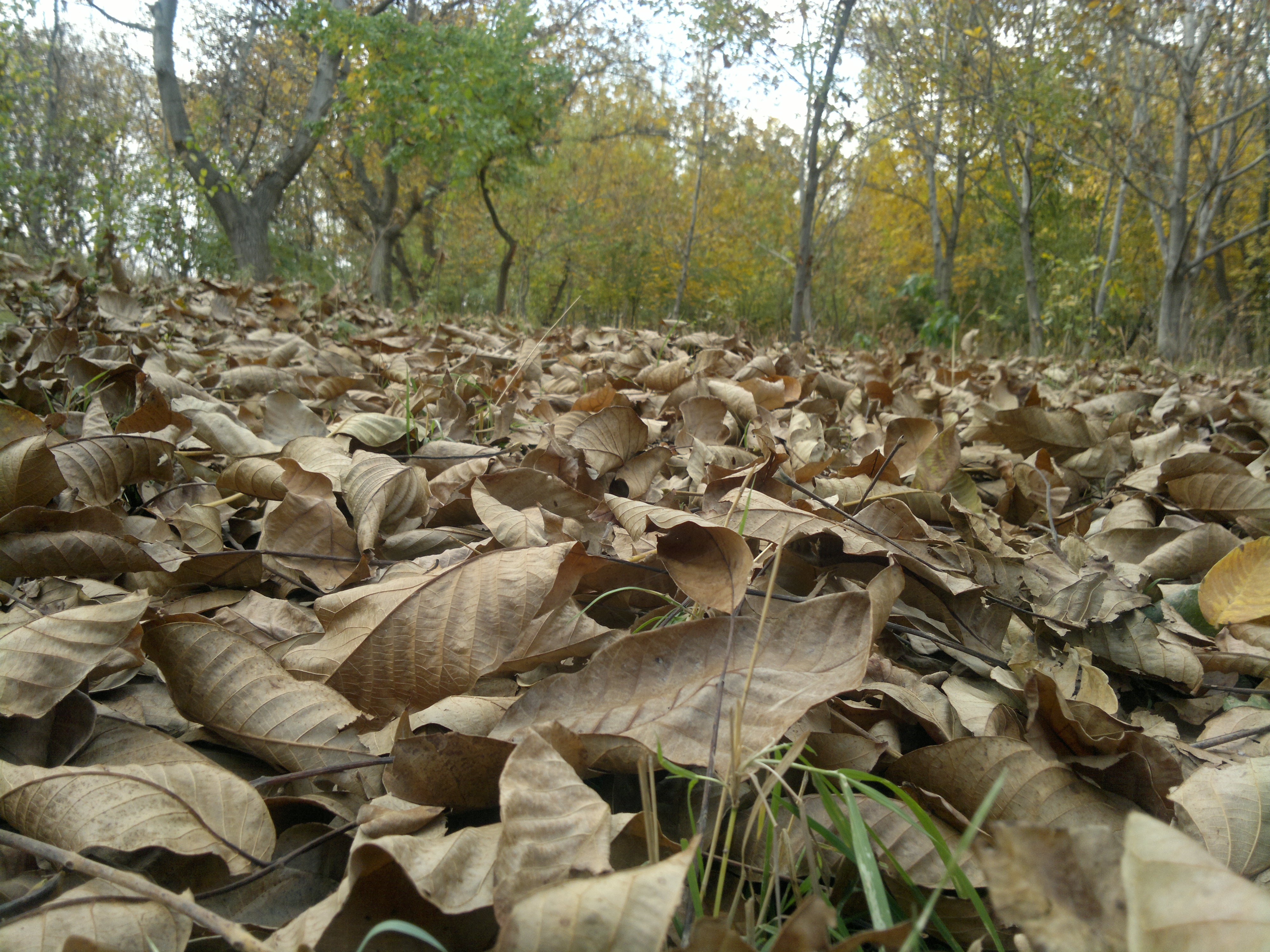General 4000x3000 nature leaves fall outdoors fallen leaves