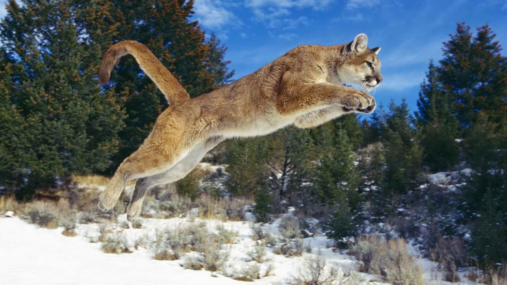 General 1920x1080 animals pumas jumping big cats mammals snow wildlife outdoors
