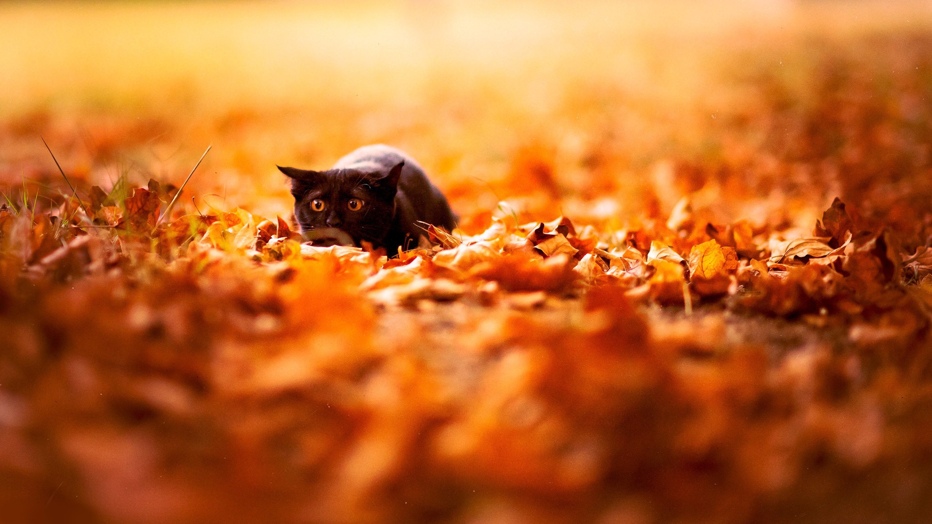 General 1920x1080 feline depth of field cats nature leaves fall animals black cats fallen leaves