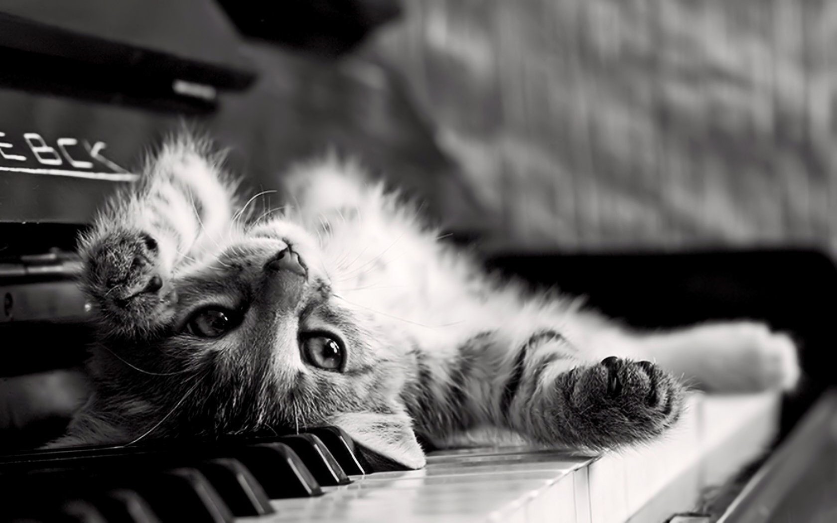 General 1680x1050 monochrome cats piano upside down animals kittens mammals musical instrument