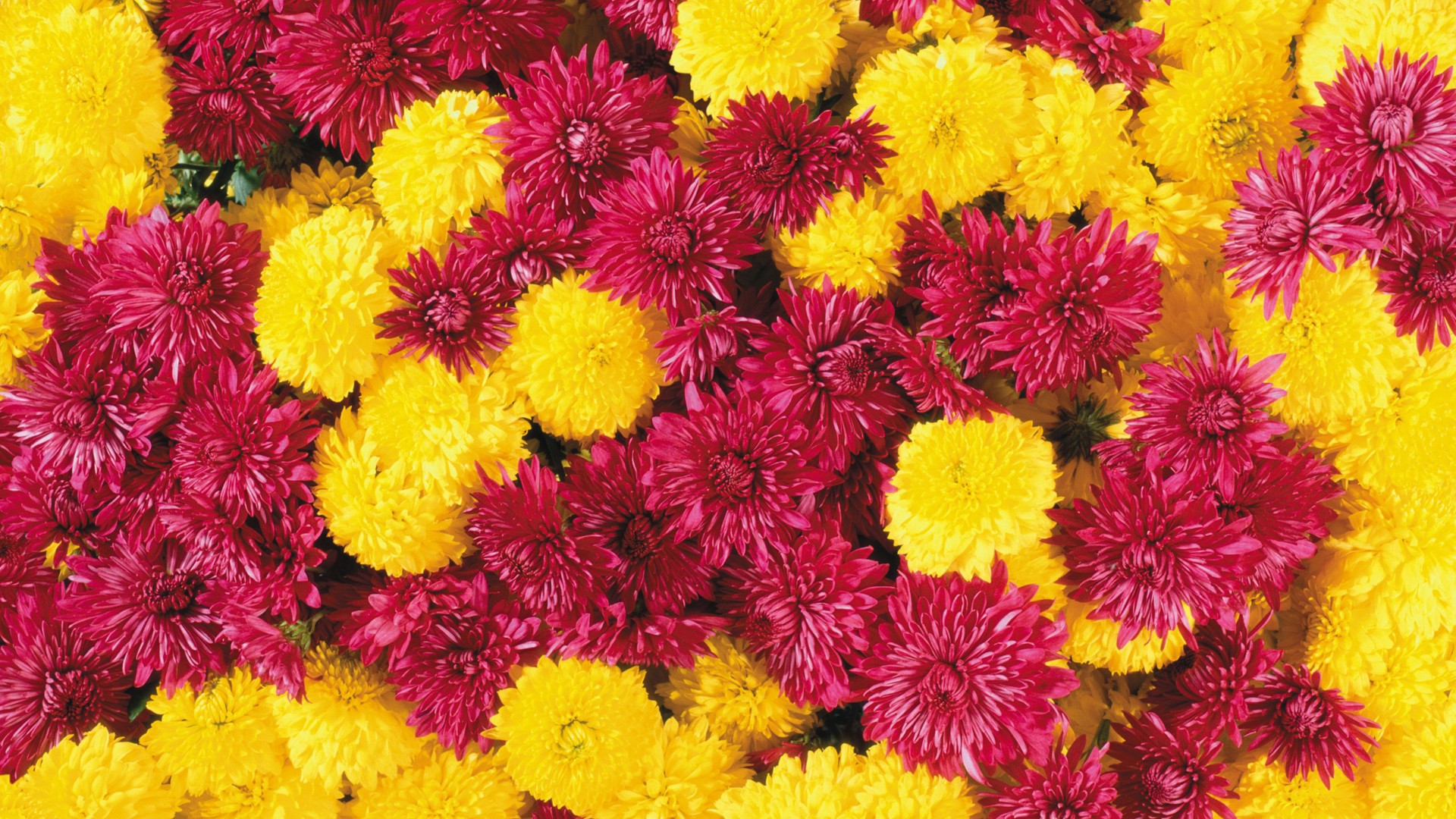 General 1920x1080 chrysanthemums flowers colorful red flowers yellow flowers plants