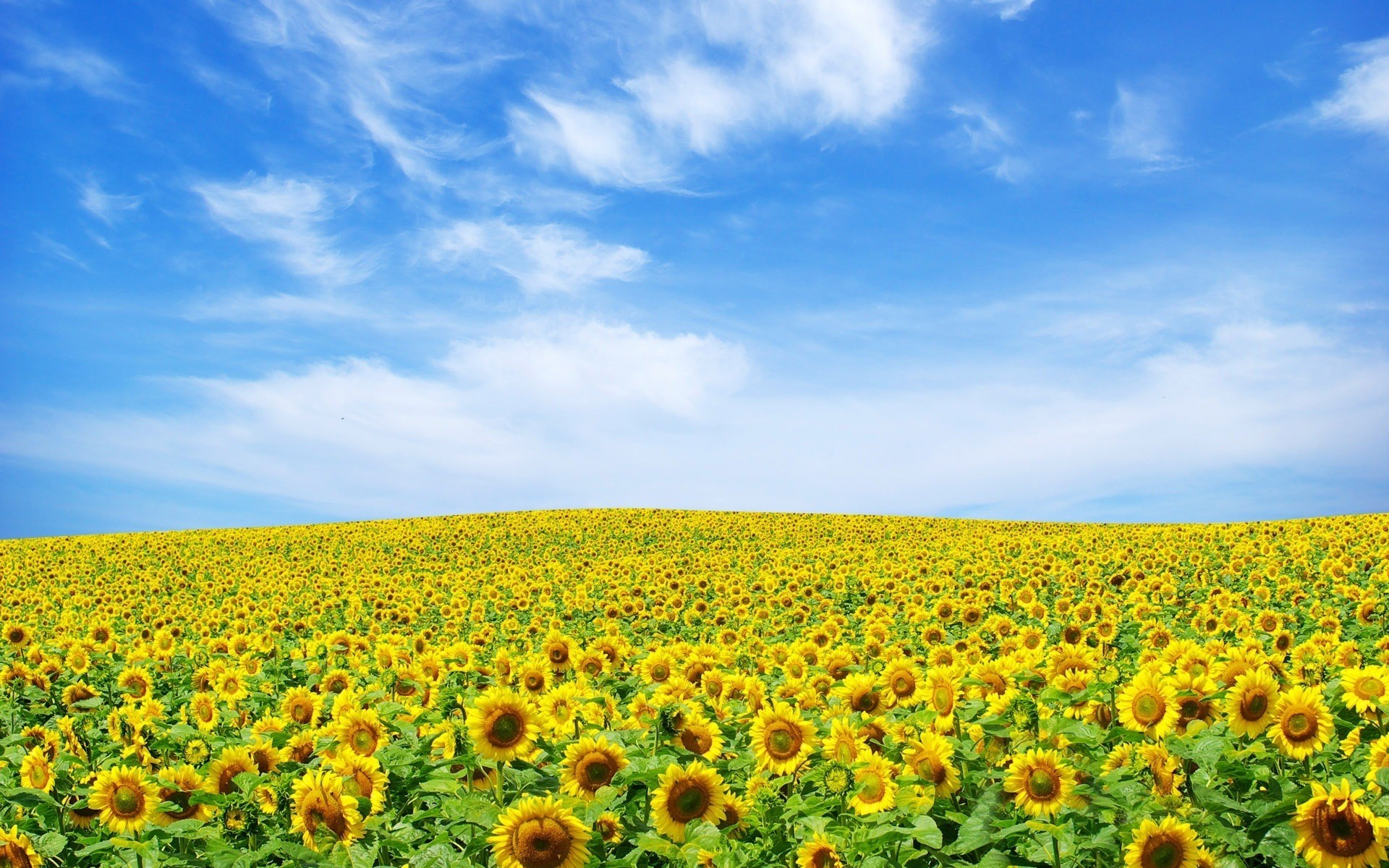 General 1920x1200 landscape sky sunflowers flowers field plants yellow flowers outdoors
