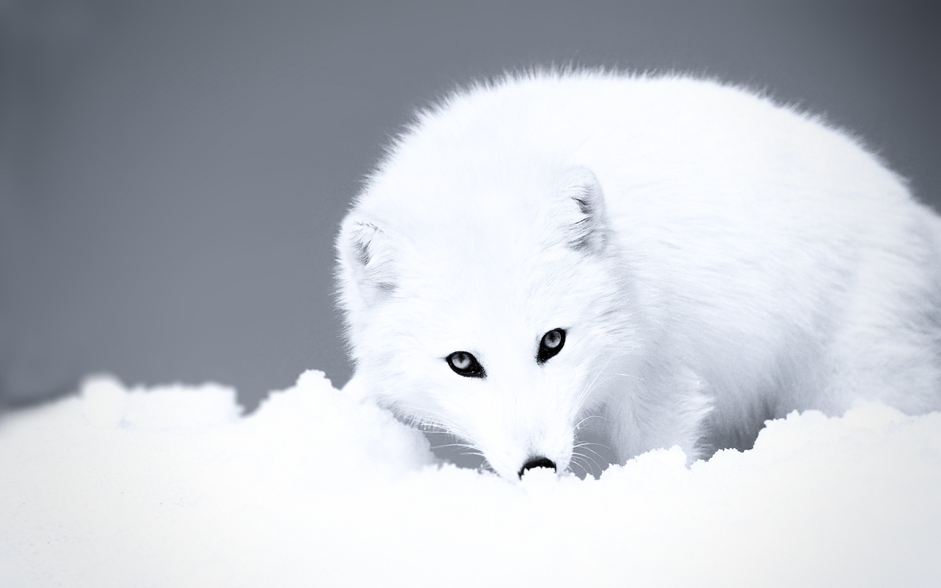 General 1920x1200 fox Arctic white snow arctic fox animals mammals closeup