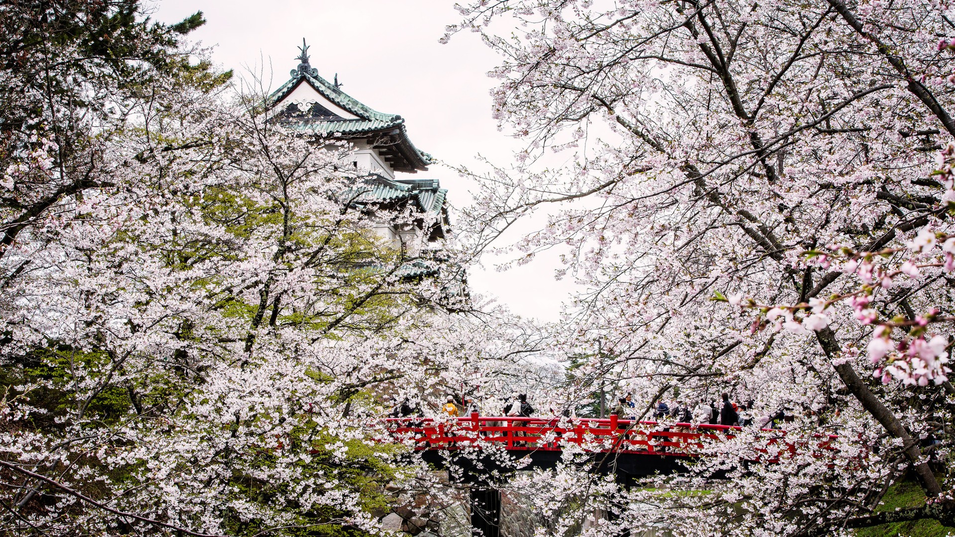 General 1920x1080 Japan castle blossoms spring white flowers trees Asia cherry blossom