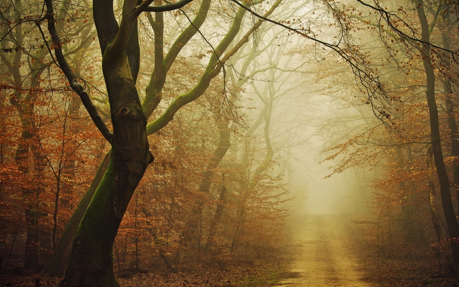 General 1500x938 nature moss forest dirt road fall mist path leaves atmosphere daylight trees morning yellow