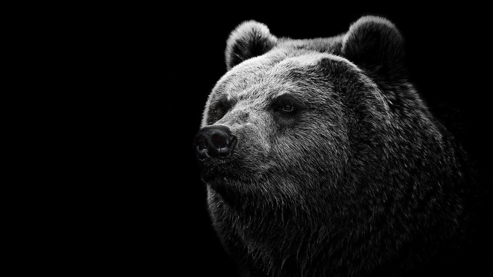 General 1920x1080 bears grizzly bear animals monochrome simple background mammals black background