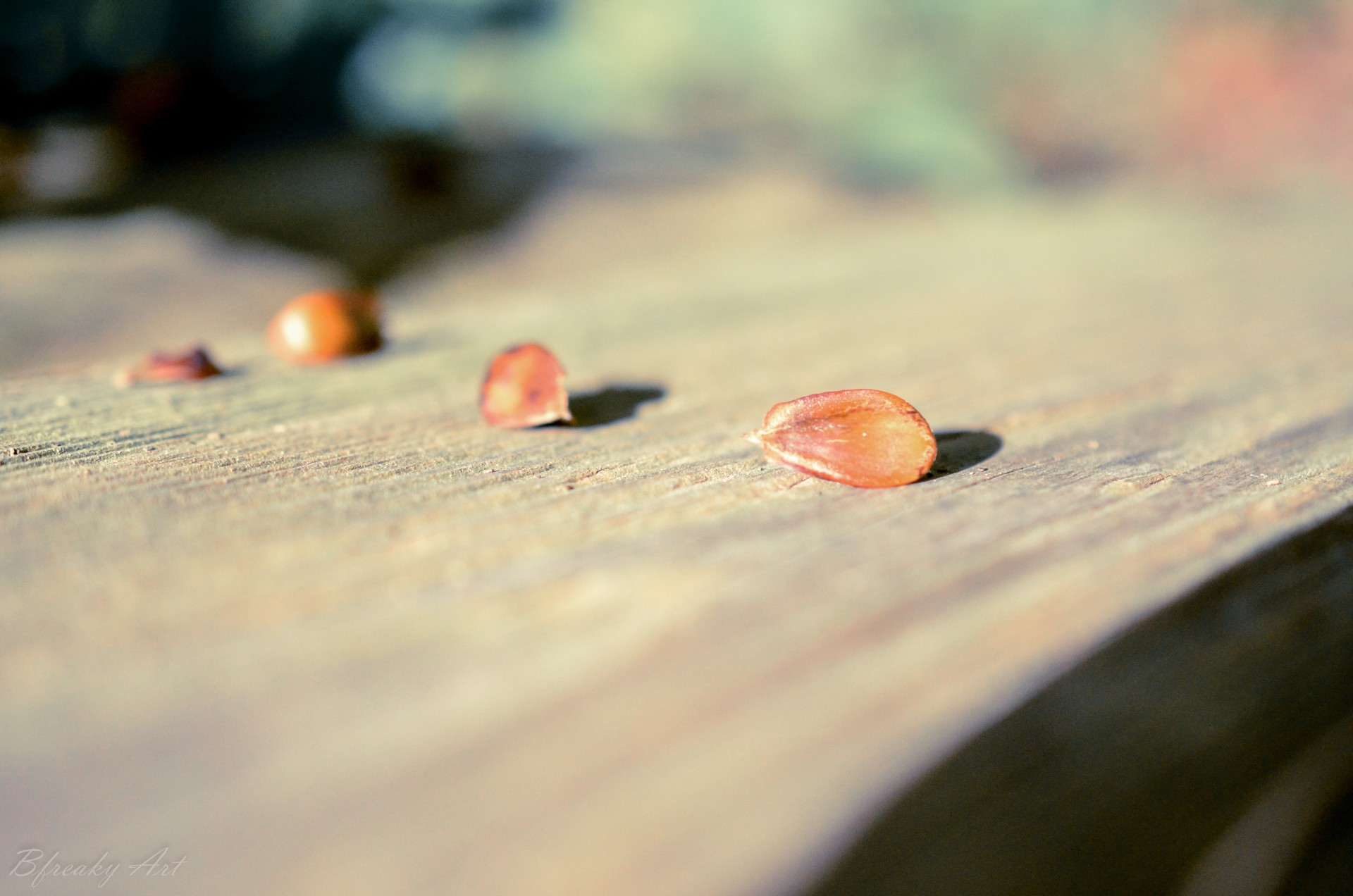 General 1920x1272 nuts wood blurred seeds closeup