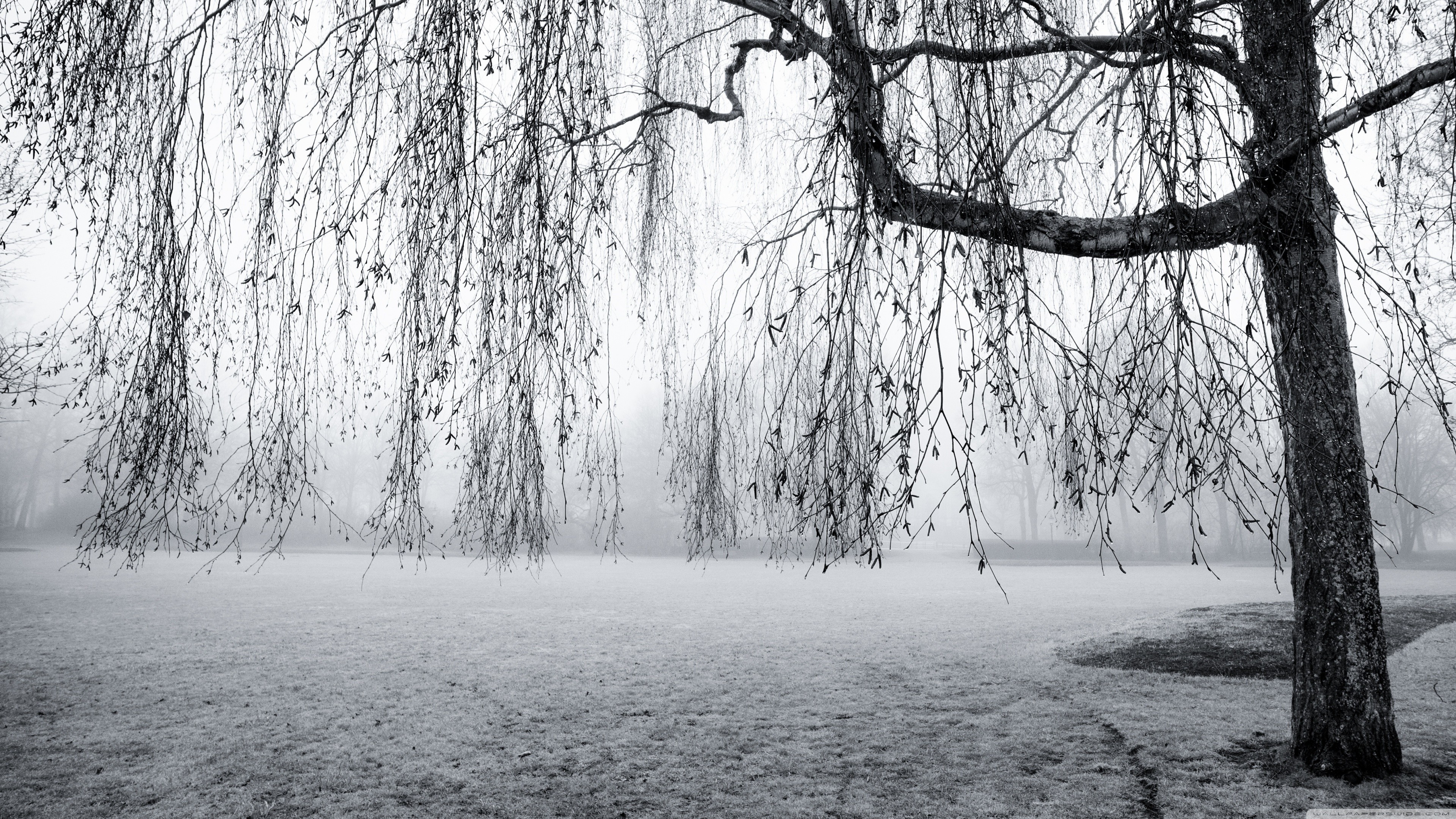 General 3840x2160 photography trees snow frost gray mist nature field overcast gloomy winter cold outdoors
