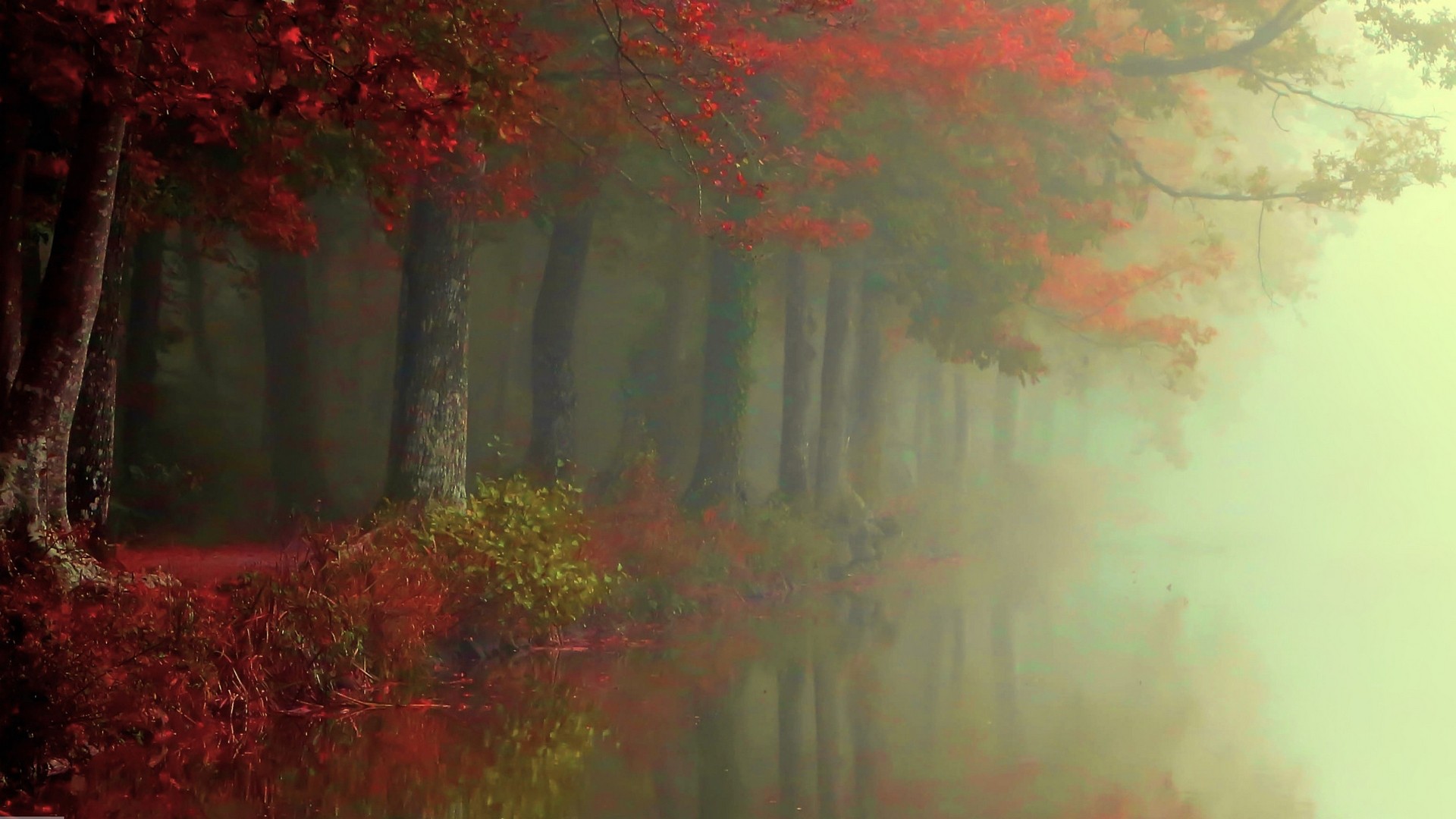 General 1920x1080 nature fall forest mist river trees red leaves shrubs reflection morning atmosphere