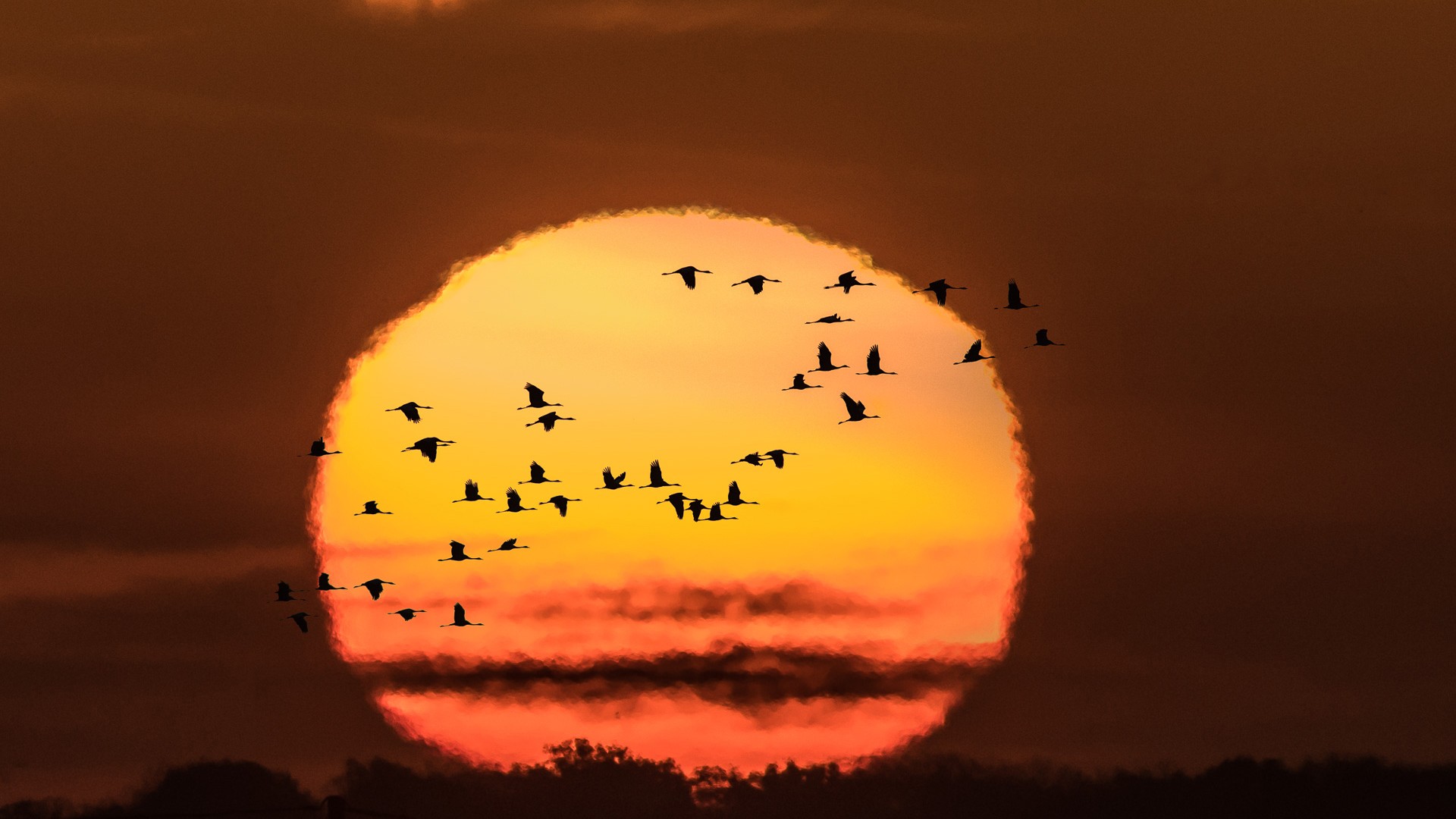 General 1920x1080 Sun animals birds nature sky flying silhouette