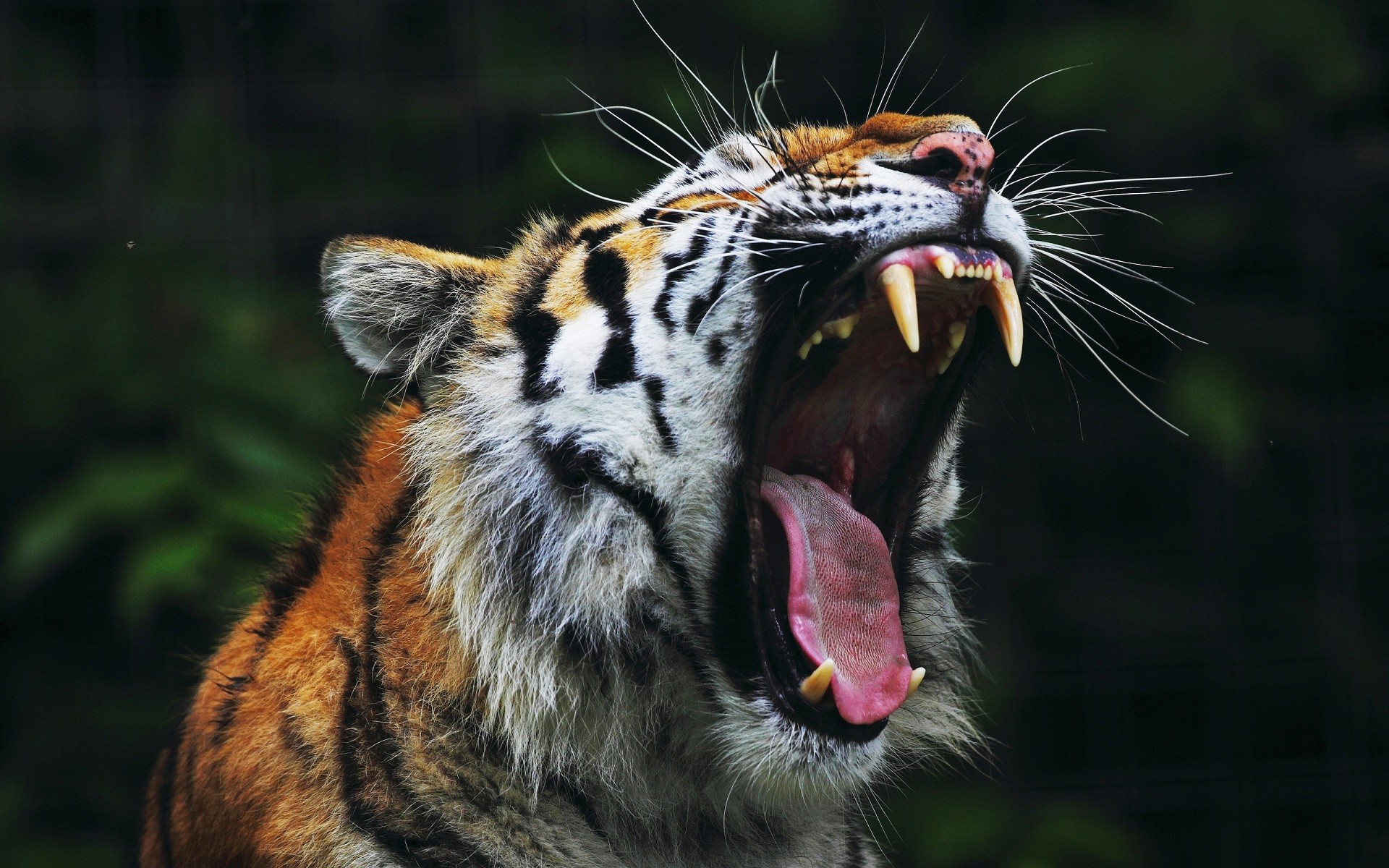 General 1920x1200 animals tiger open mouth nature big cats roar yawning mammals
