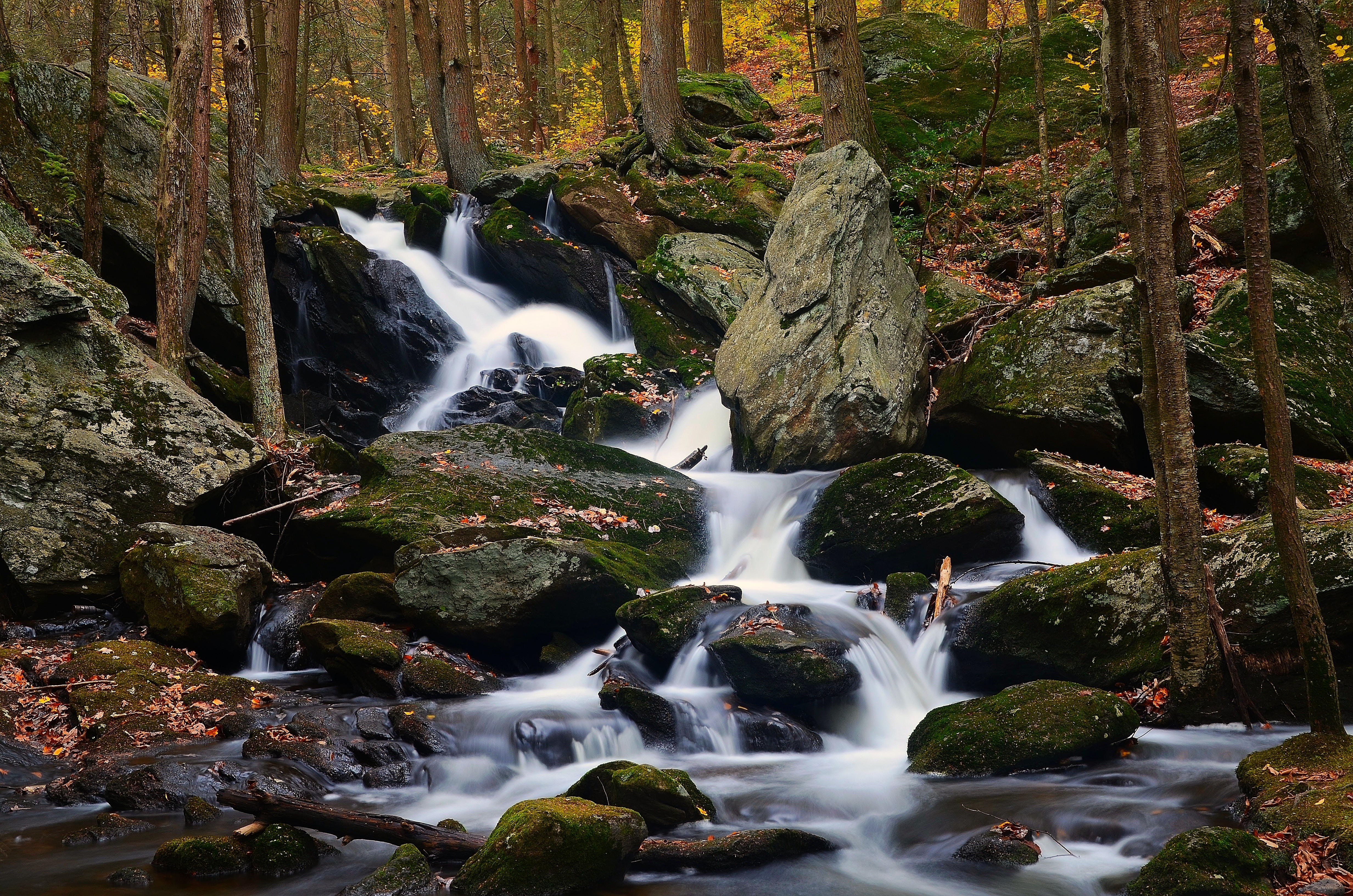 General 4928x3264 plants trees forest water long exposure creeks outdoors rocks stones