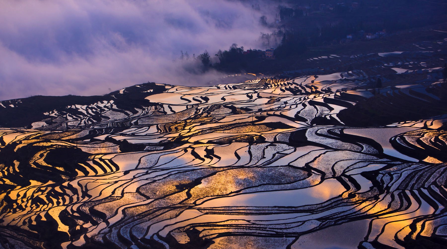 General 1800x1002 terraced field rice paddy landscape Asia violet Agro (Plants)