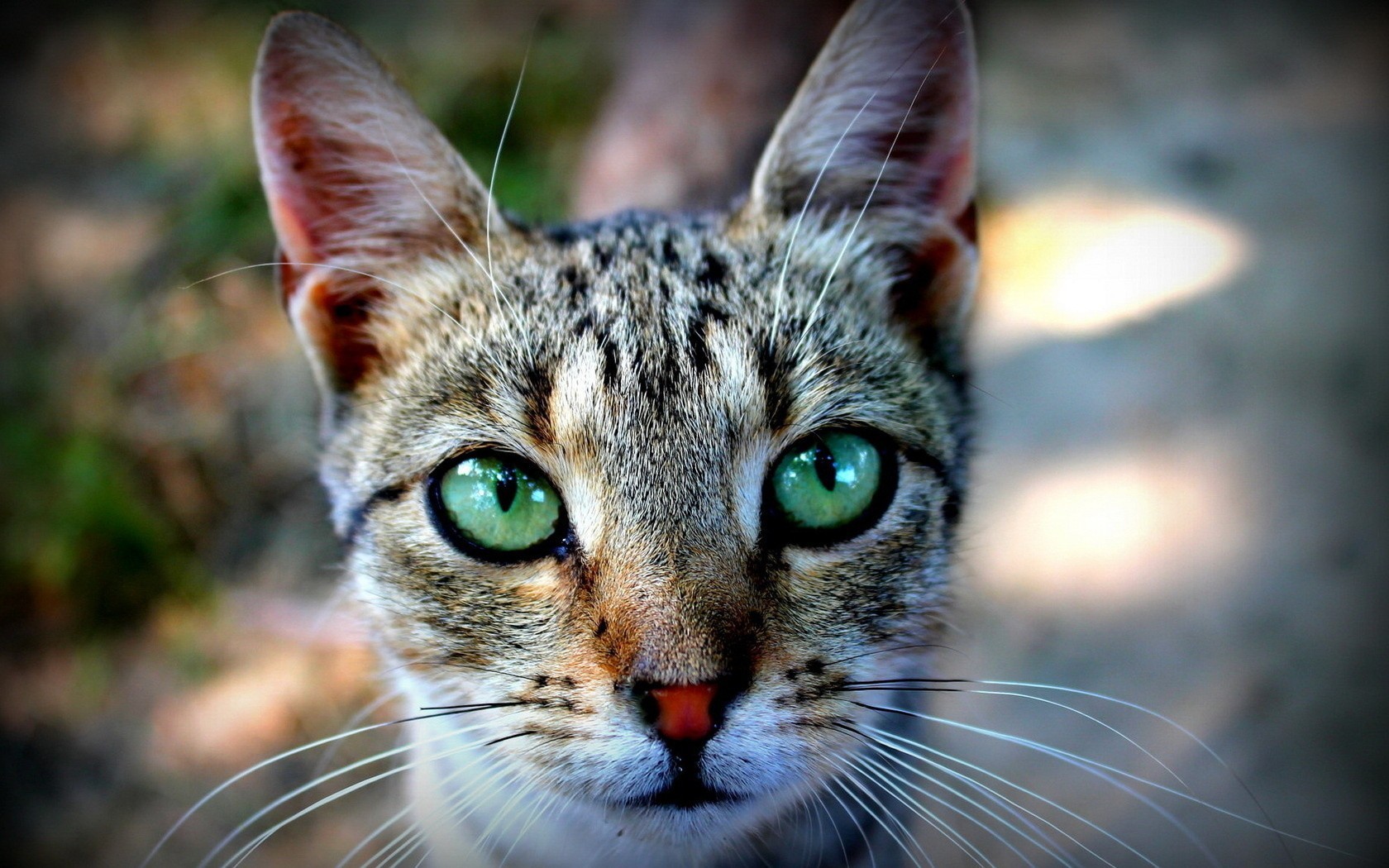 General 1680x1050 animals cats green eyes feline mammals animal eyes