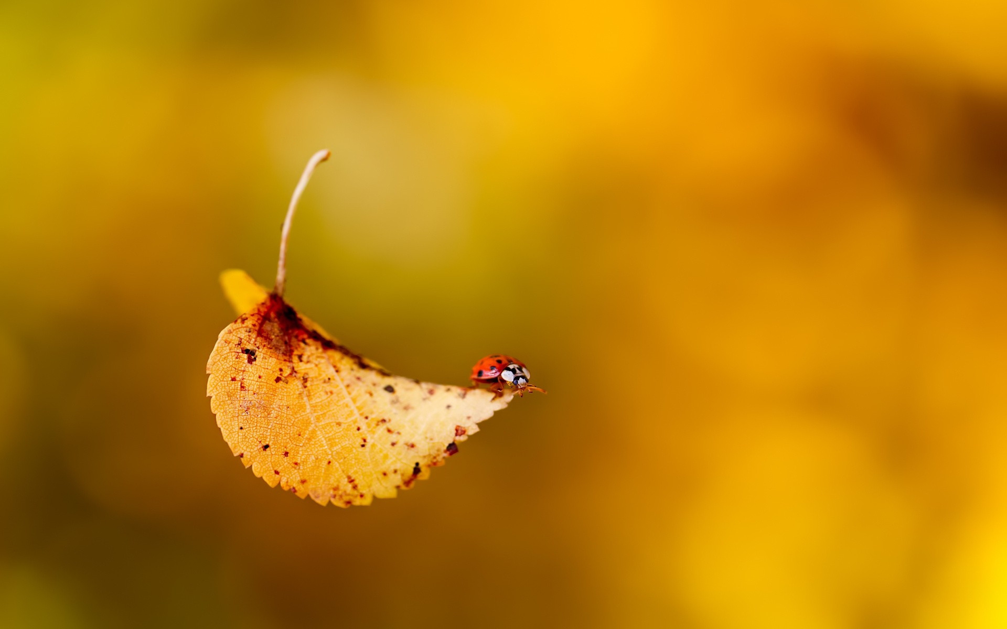 General 3840x2400 nature leaves animals fall insect closeup