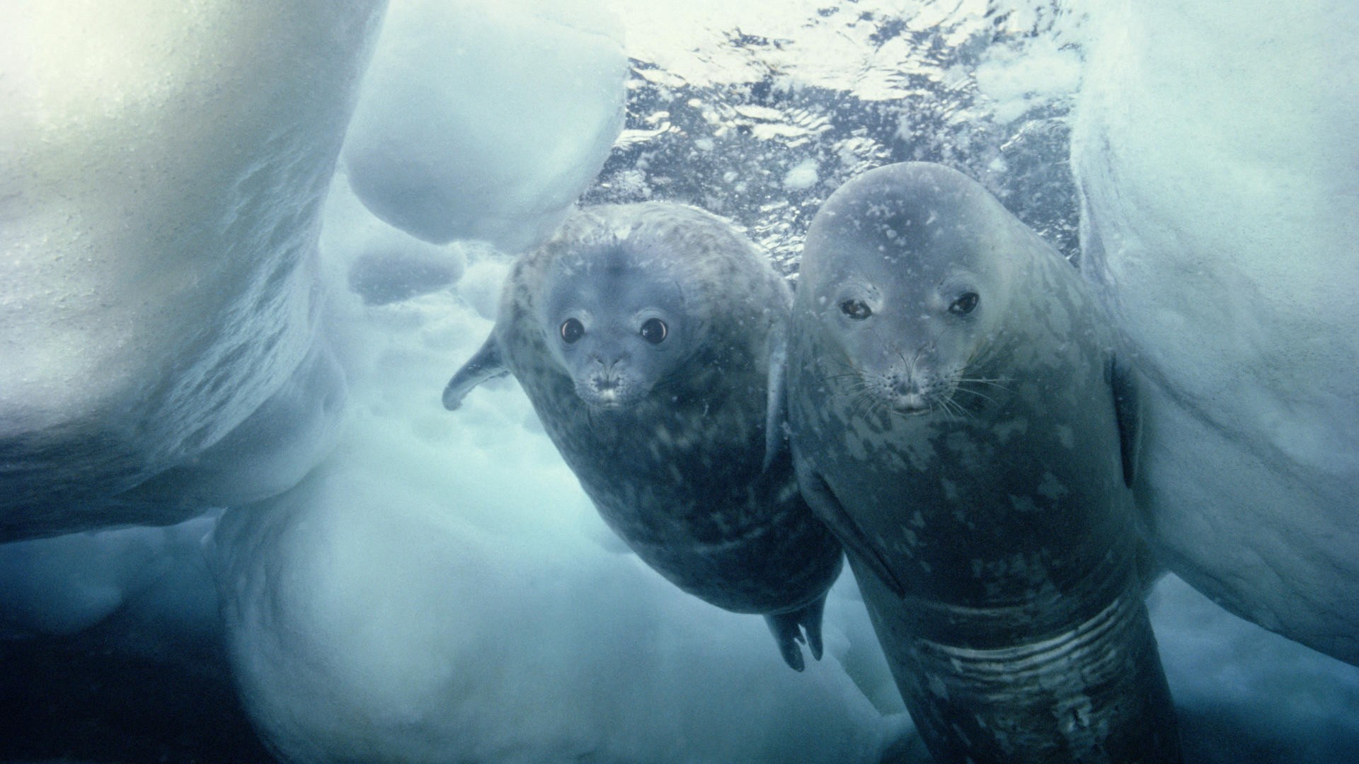 General 1920x1080 seals animals underwater mammals sea nature ice cold