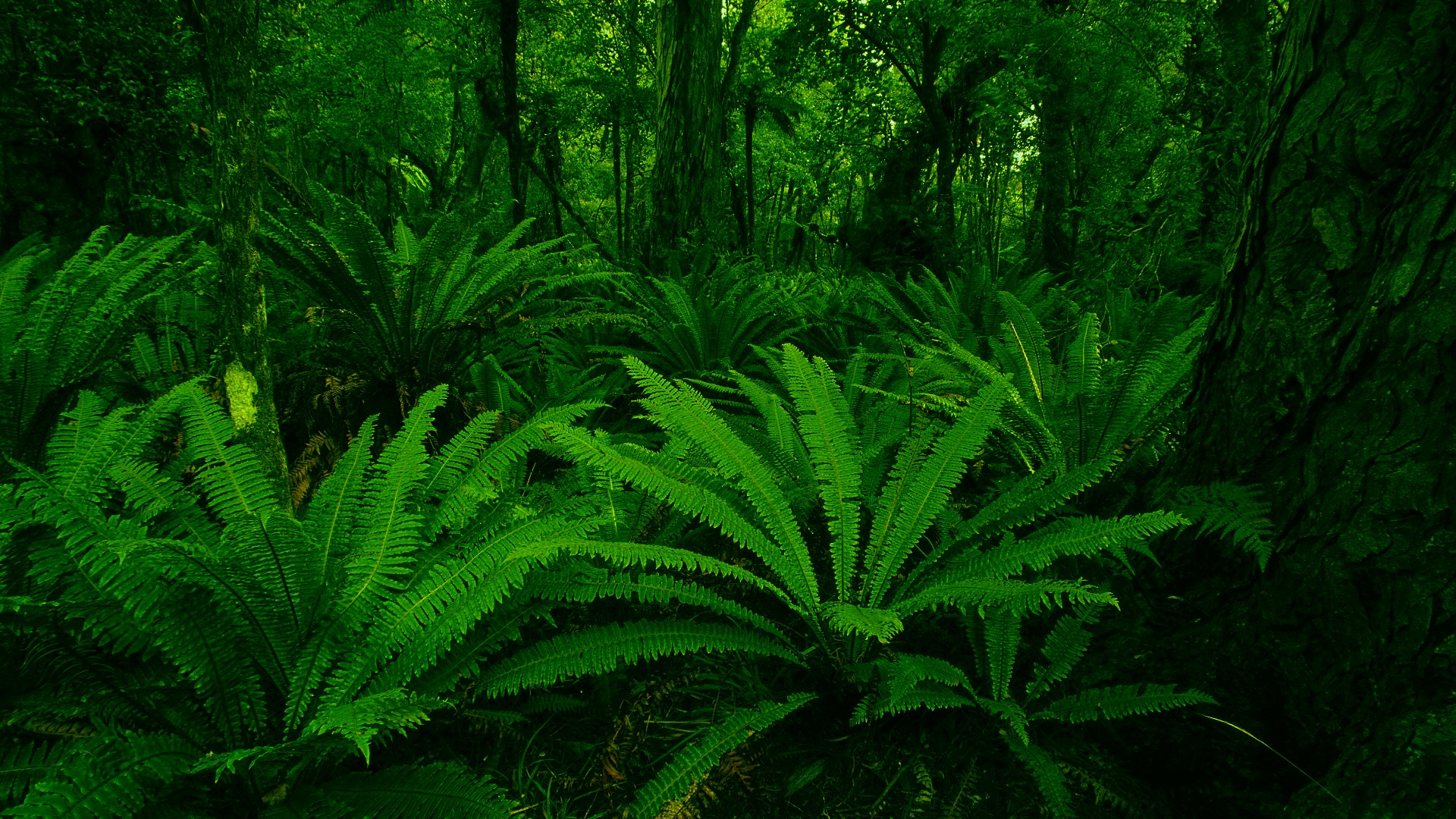 General 1920x1080 ferns nature wilderness forest plants outdoors green jungle