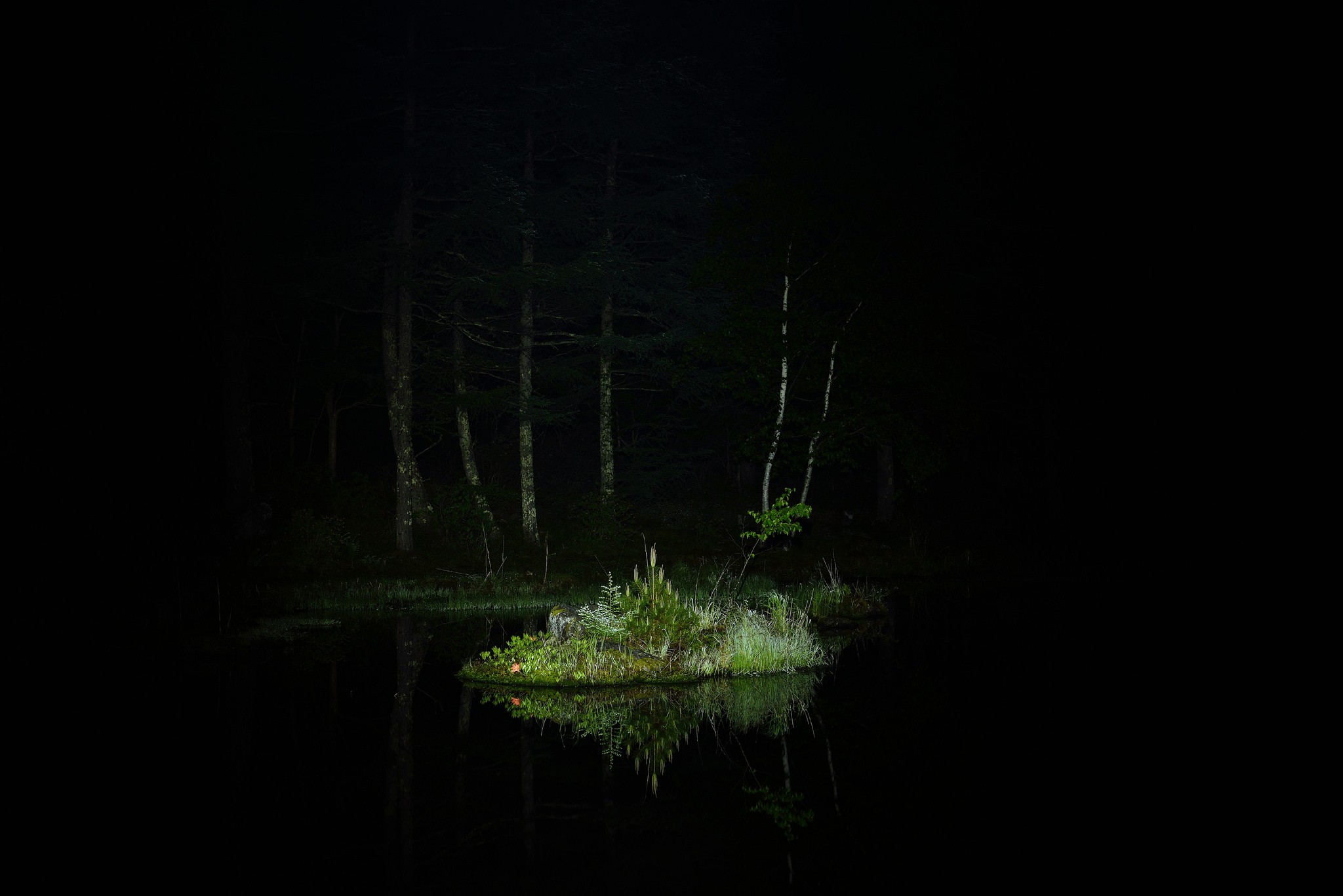 General 2048x1367 night dark plants outdoors trees reflection
