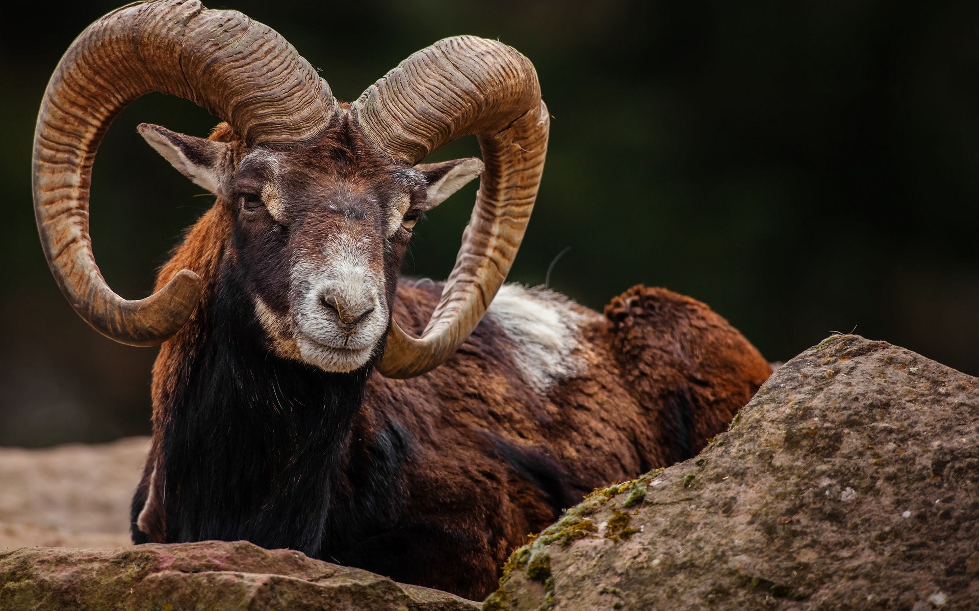 General 1920x1200 animals mammals horns goats ram