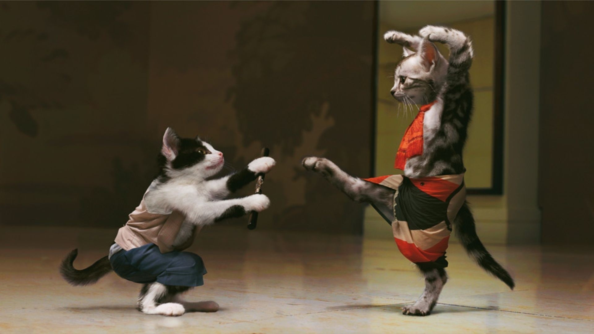 General 1920x1080 cats kung fu ninjas photo manipulation humor animals mammals