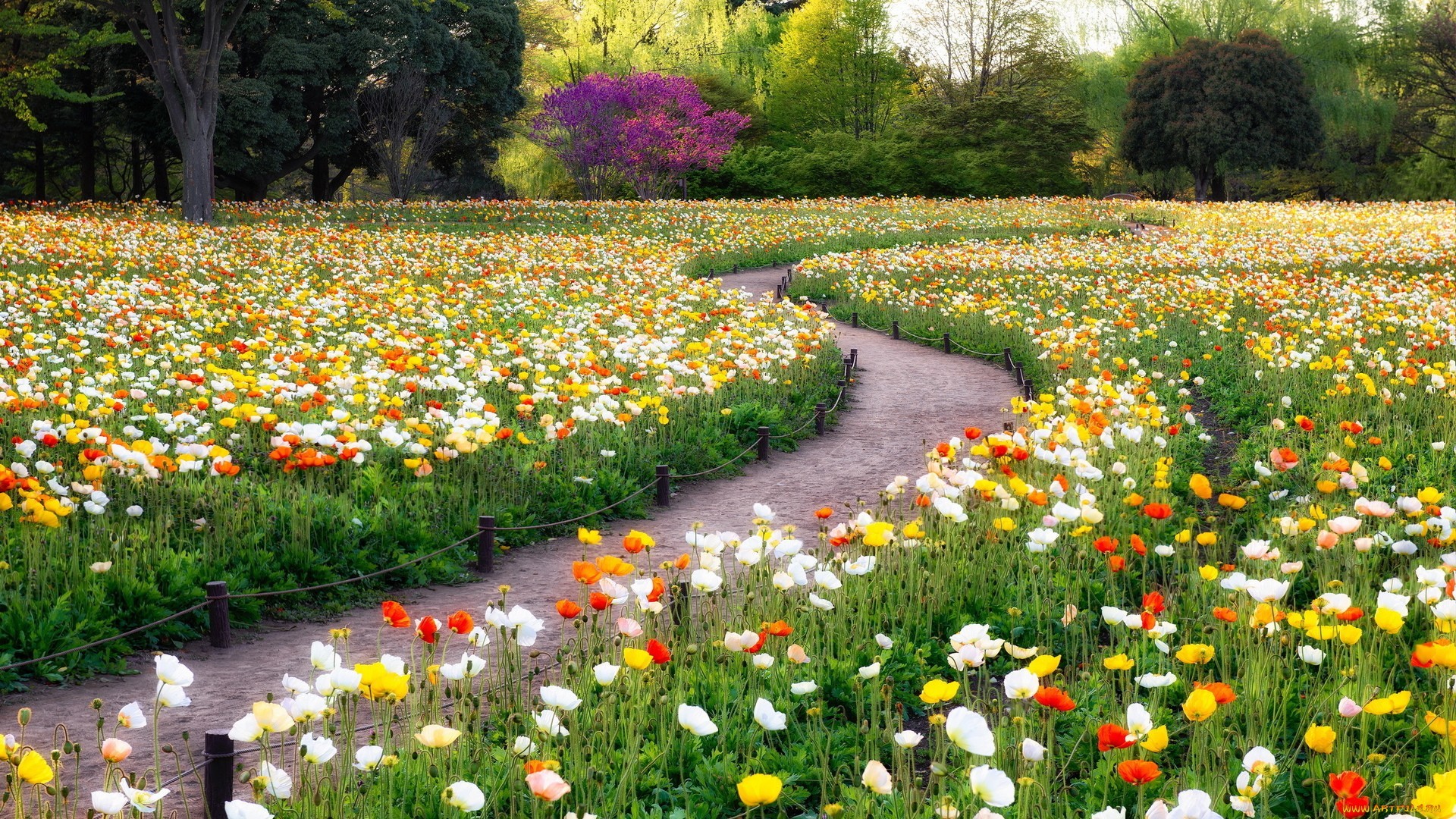 General 1920x1080 garden poppies flowers trees path plants colorful