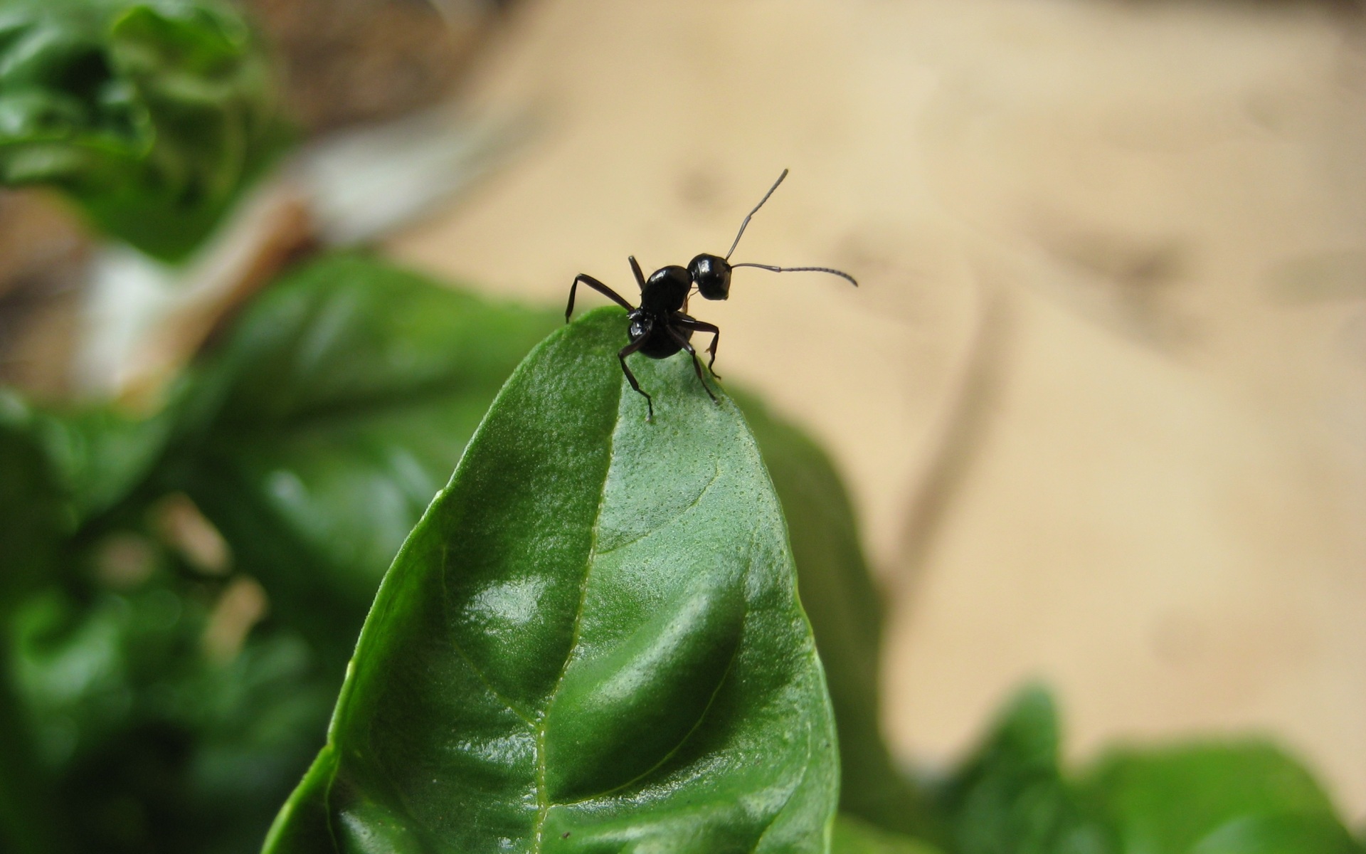 General 1920x1200 ants basil macro leaves insect animals