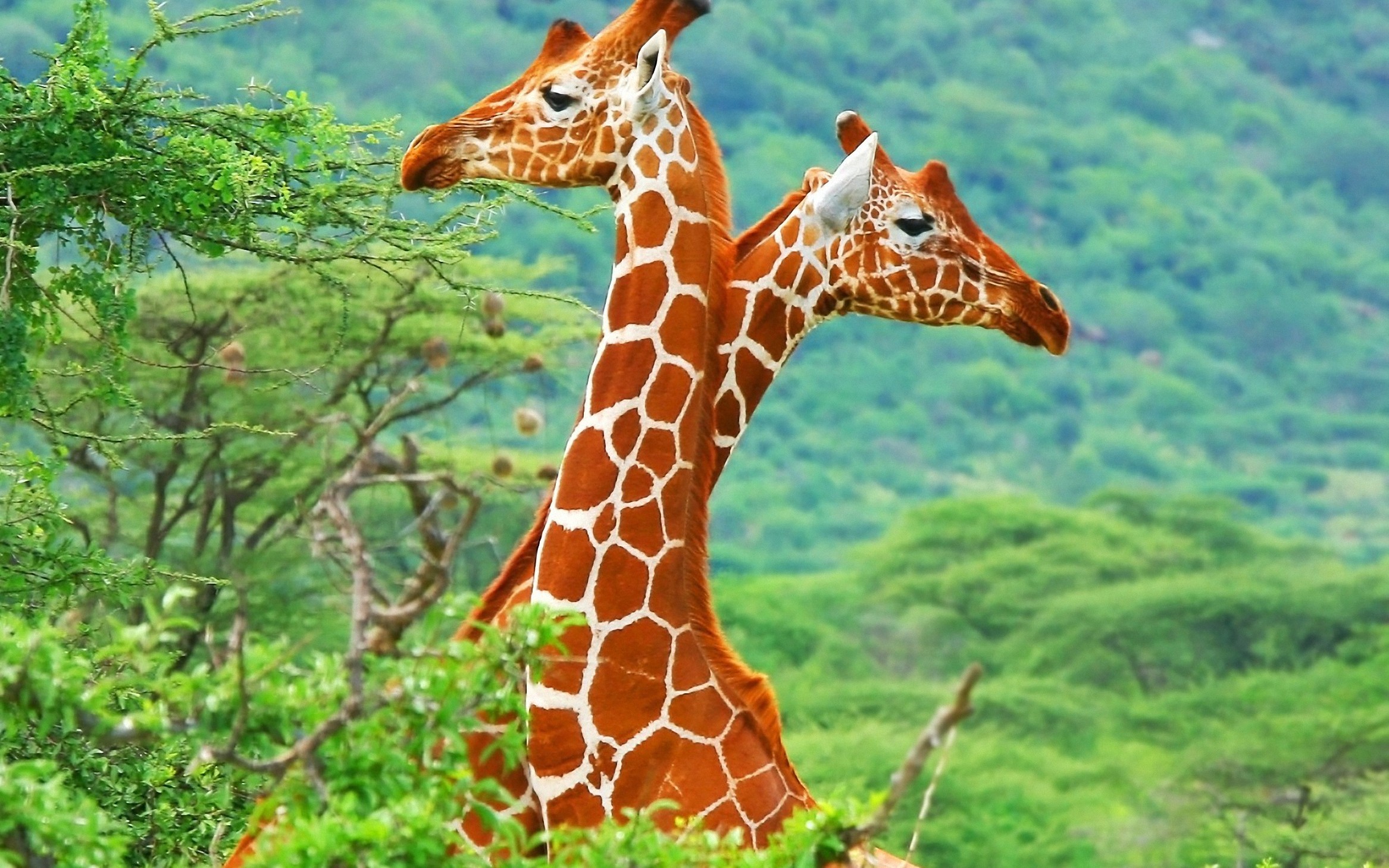 General 2334x1459 giraffes animals mammals nature vibrant