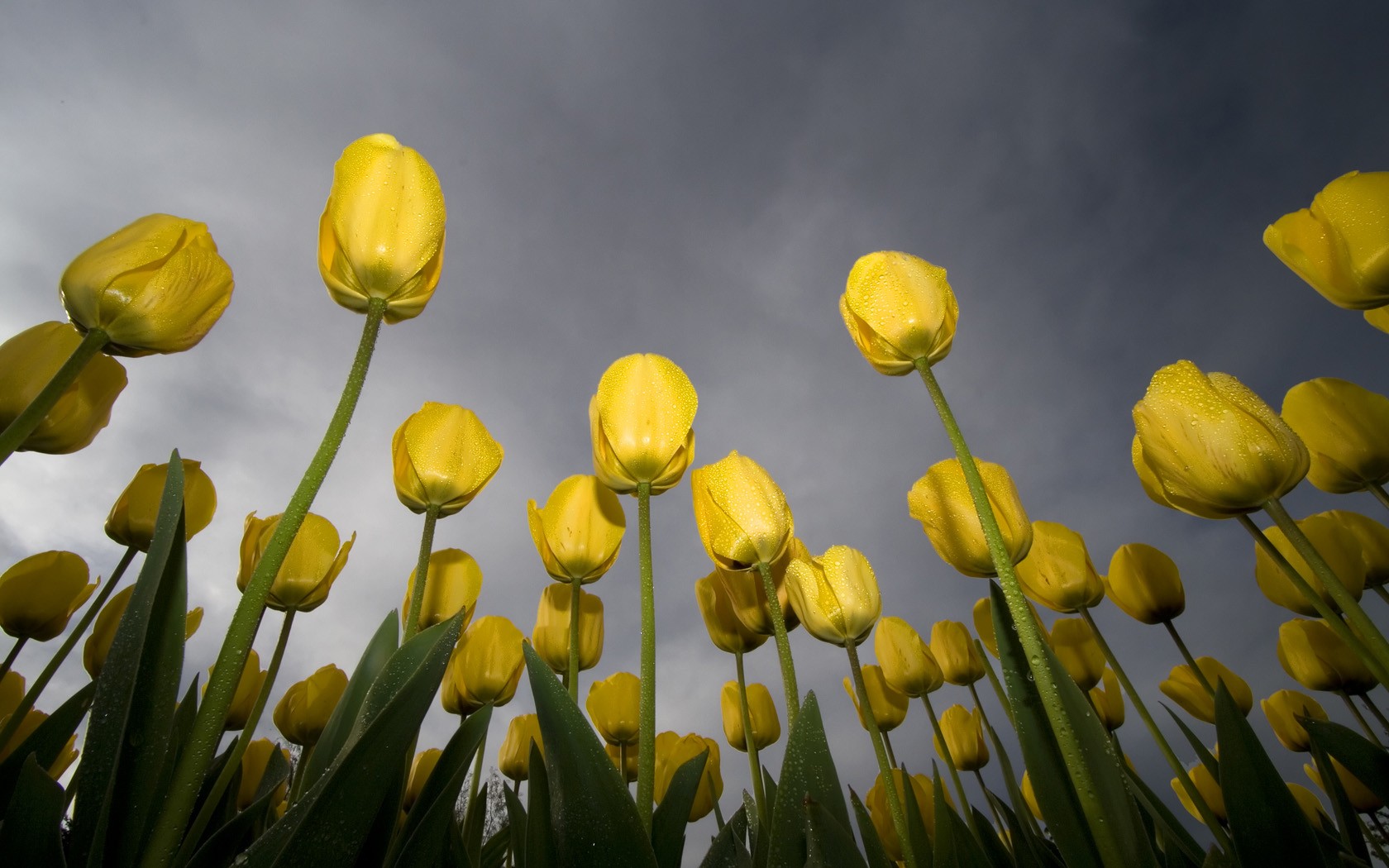 General 1680x1050 tulips worm's eye view flowers yellow flowers dew low-angle overcast plants