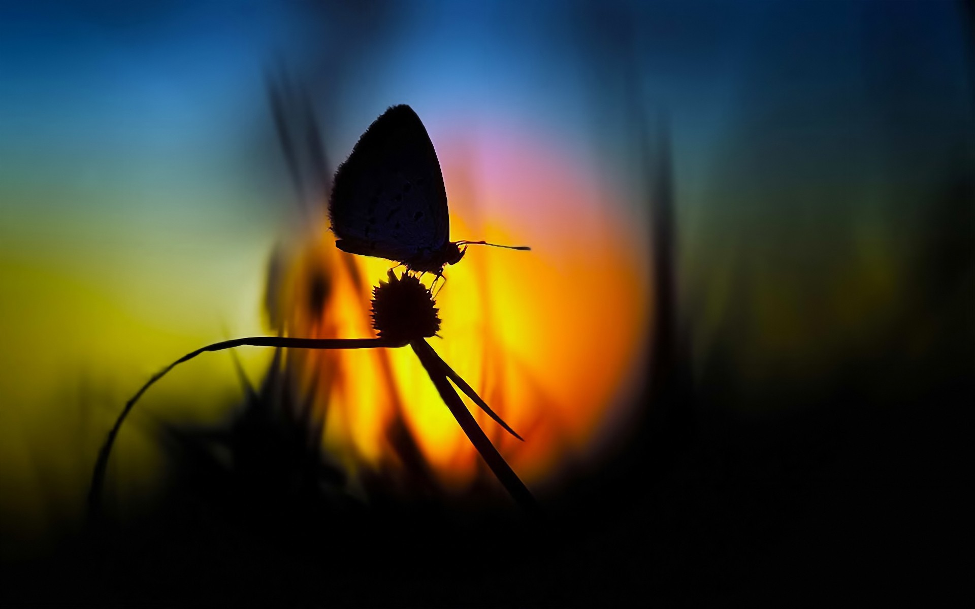 General 1920x1200 silhouette butterfly nature blurred animals insect dark sunlight