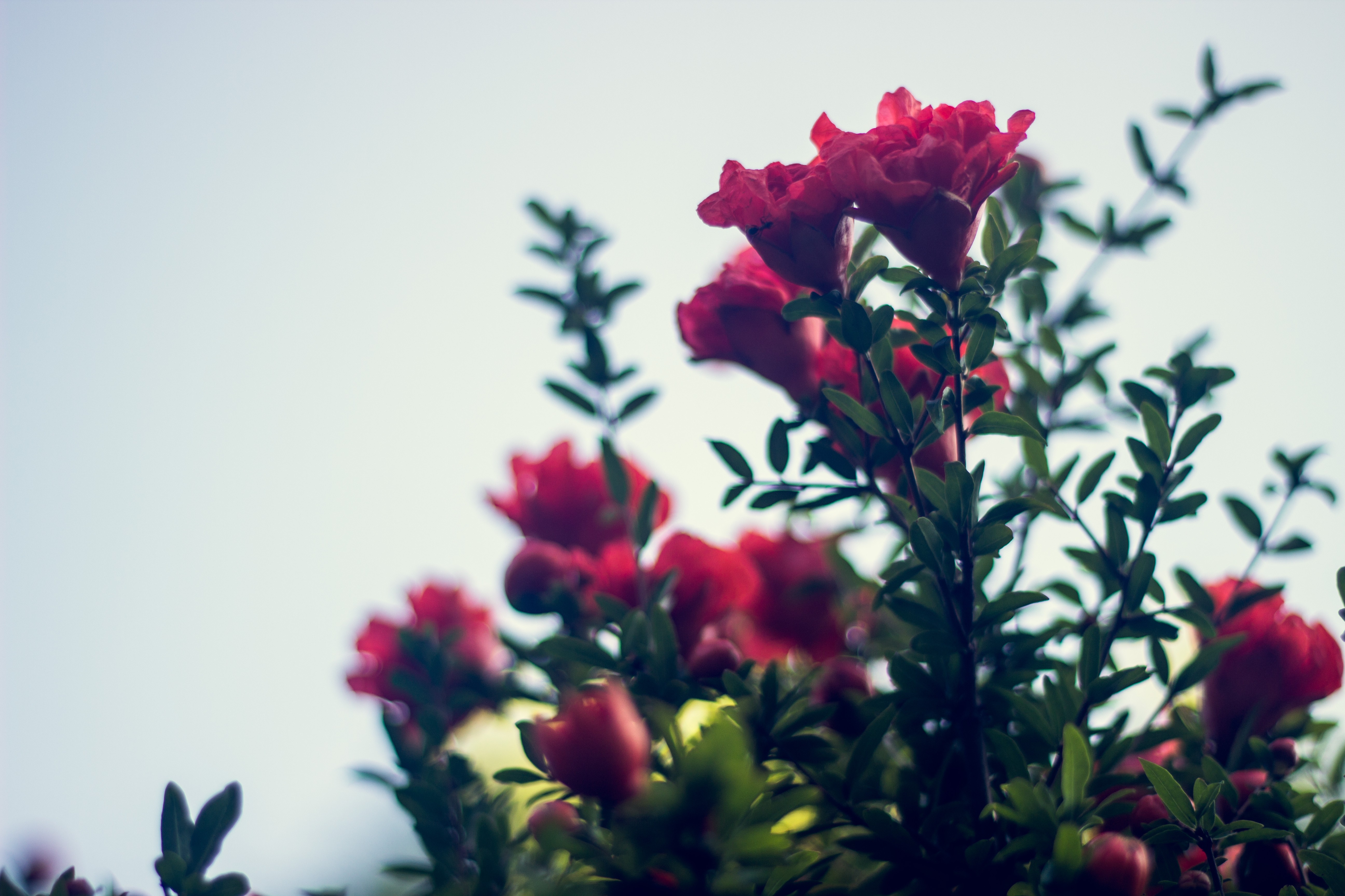 General 5184x3456 flowers plants outdoors red flowers garden closeup simple background
