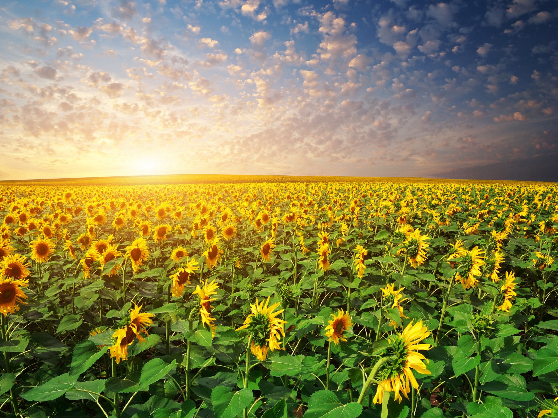 General 2200x1650 Agro (Plants) flowers field sunflowers plants yellow flowers outdoors landscape sky