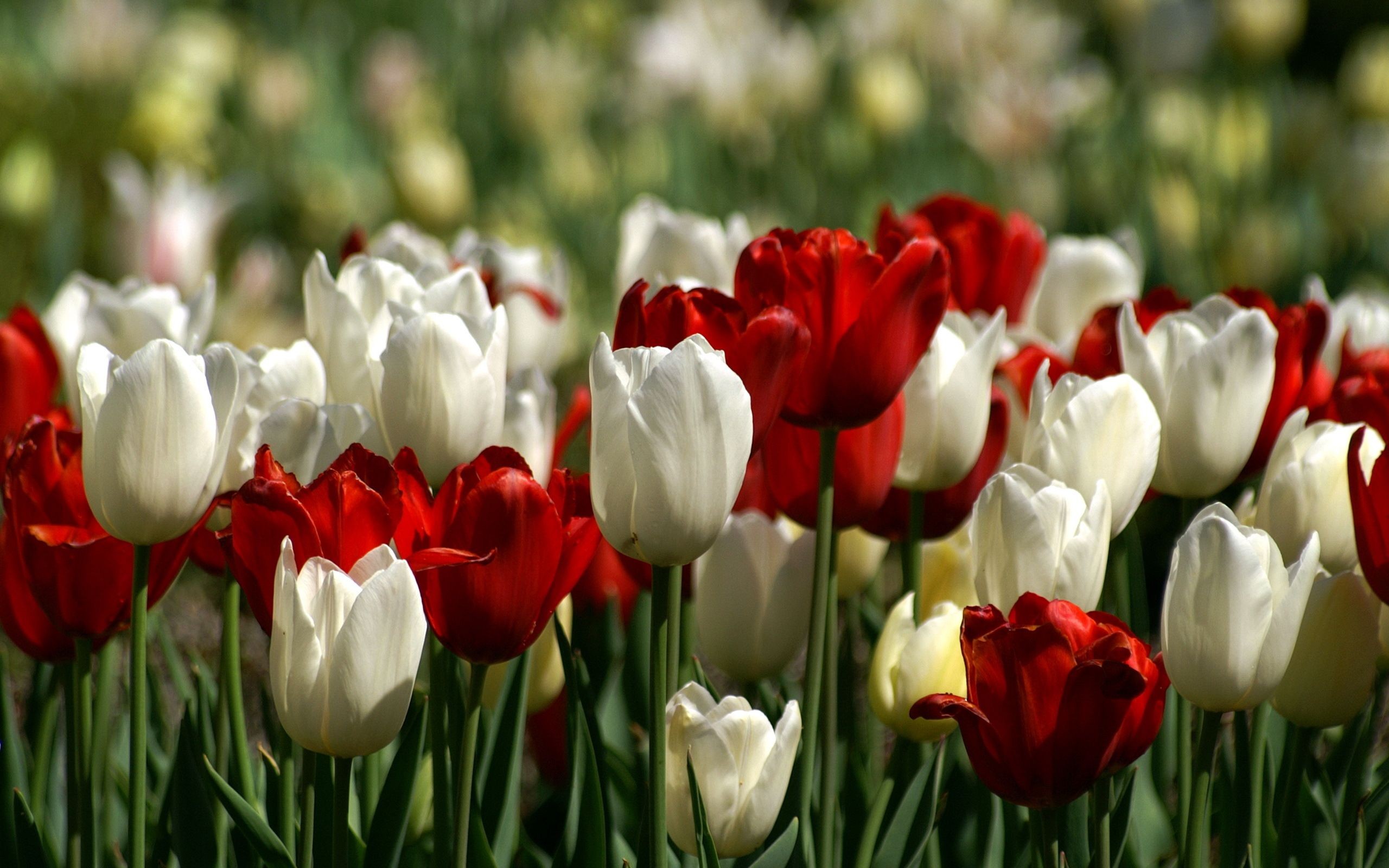 General 2560x1600 flowers white flowers red flowers plants tulips