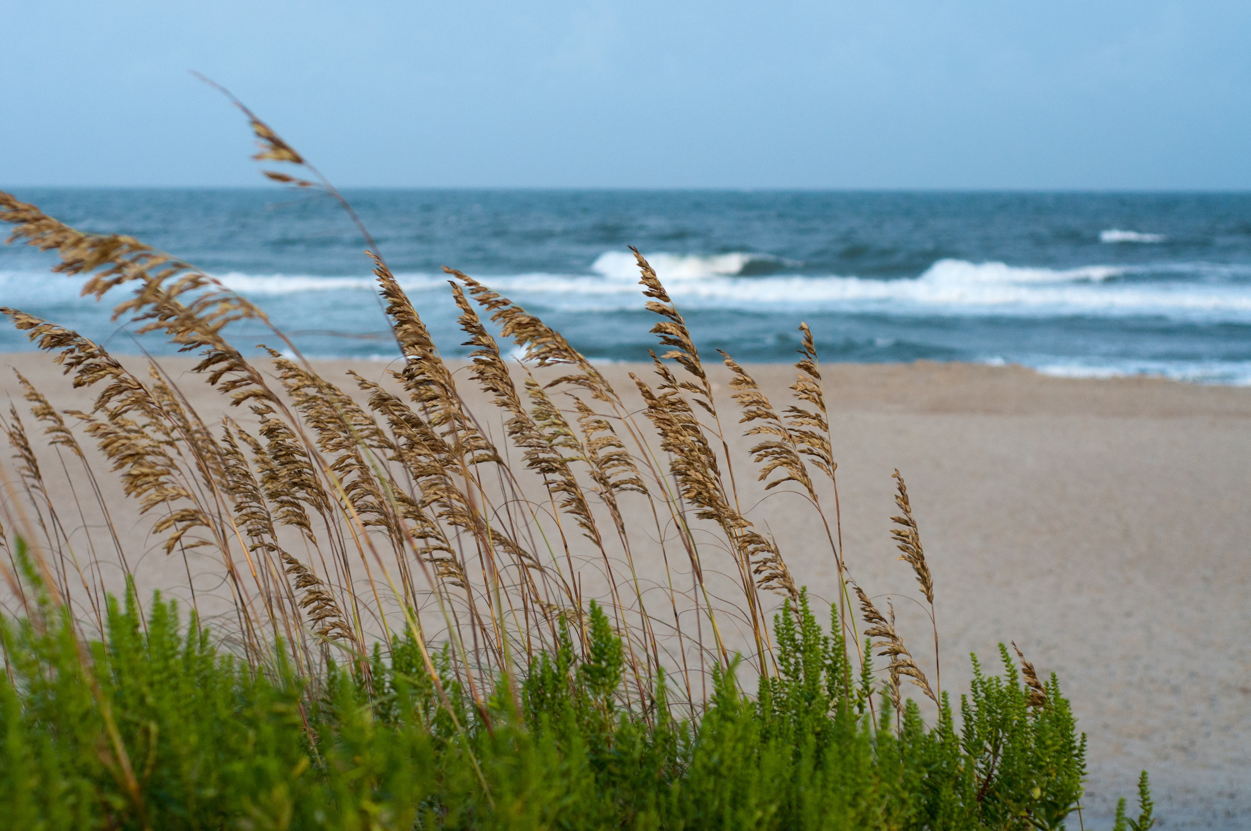 General 4096x2720 beach plants outdoors nature