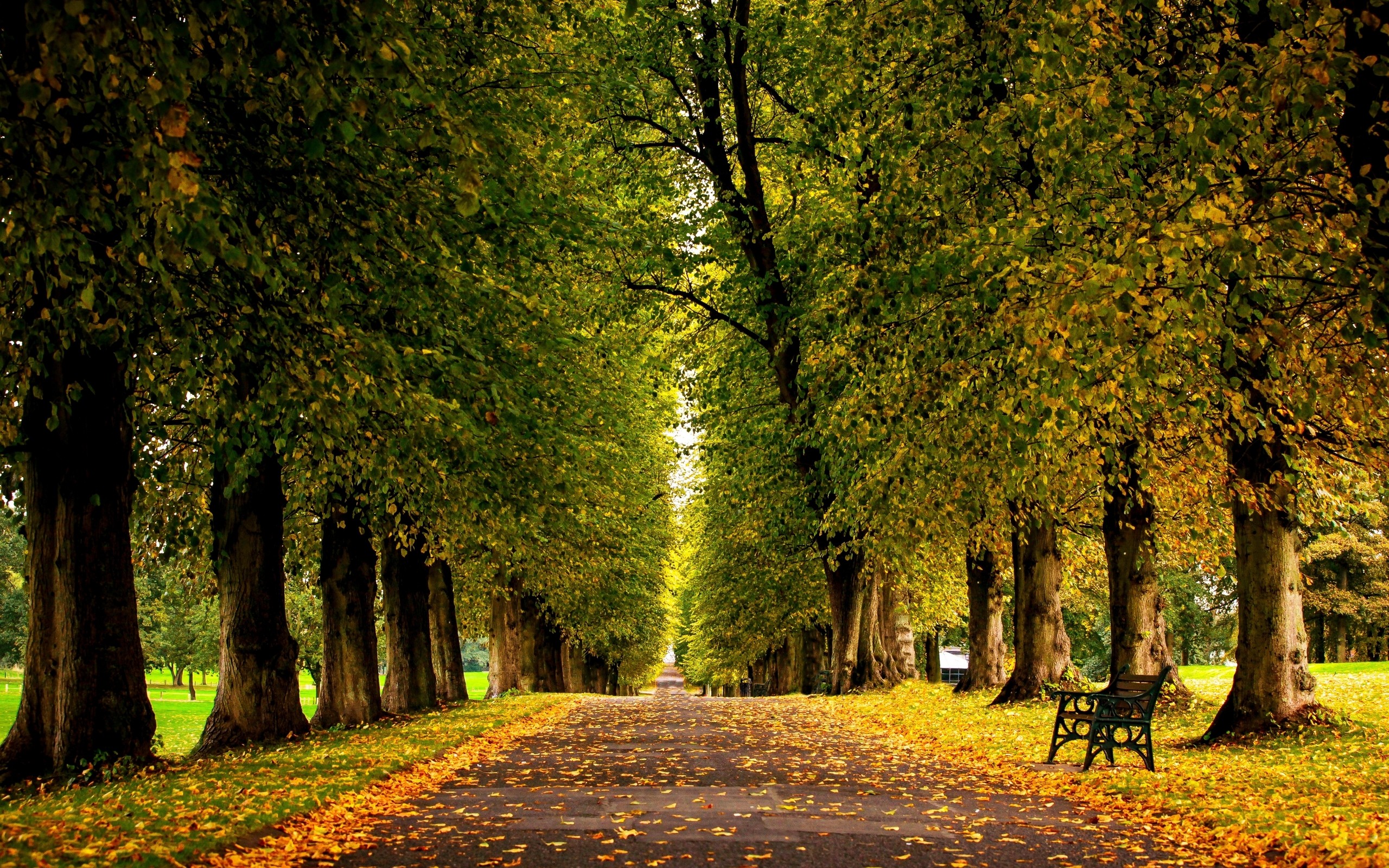 General 2560x1600 road long road trees bench fall fallen leaves in-line park outdoors