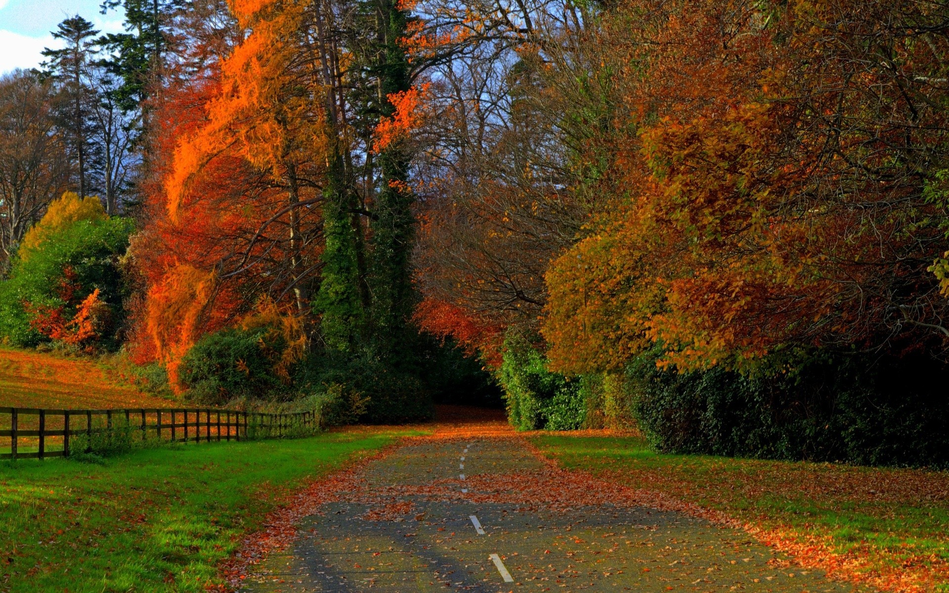 General 1920x1200 road fall red leaves trees fallen leaves outdoors