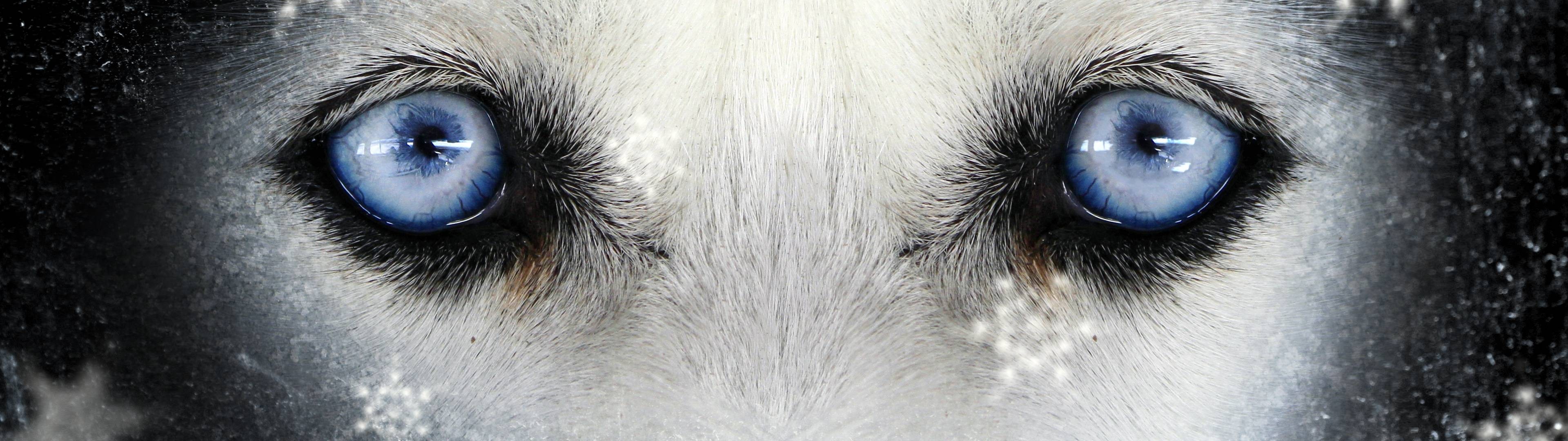 General 3840x1080 multiple display animals eyes animal eyes mammals closeup