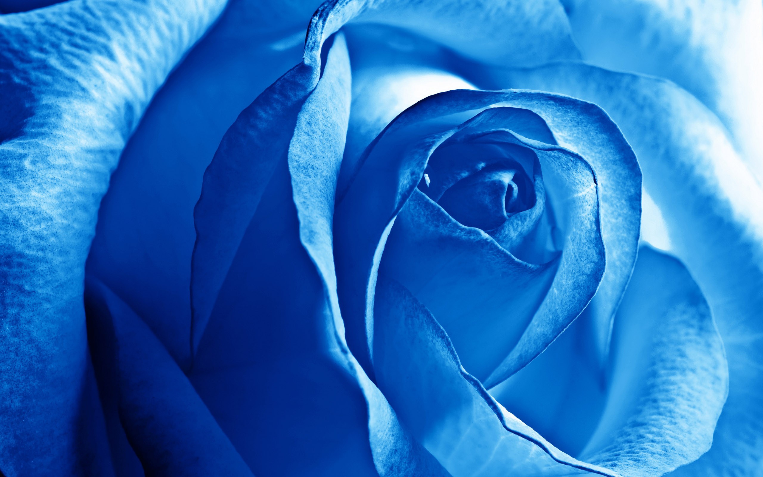 General 2560x1600 photography macro flowers blue rose plants