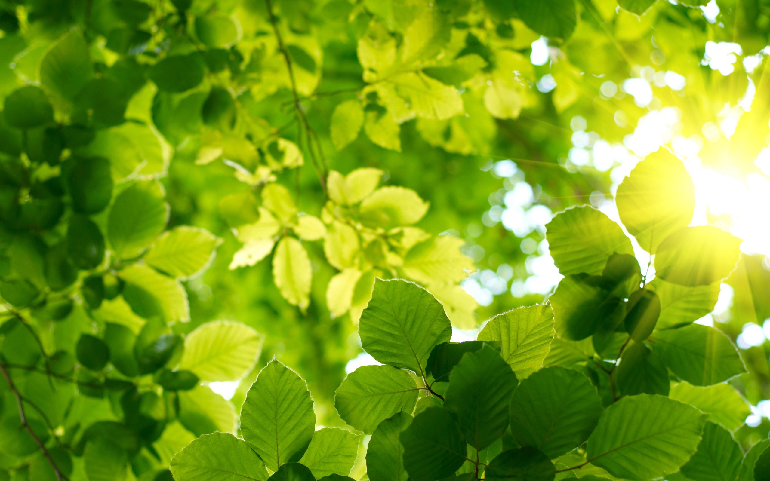 General 2560x1600 nature plants photography leaves sunlight
