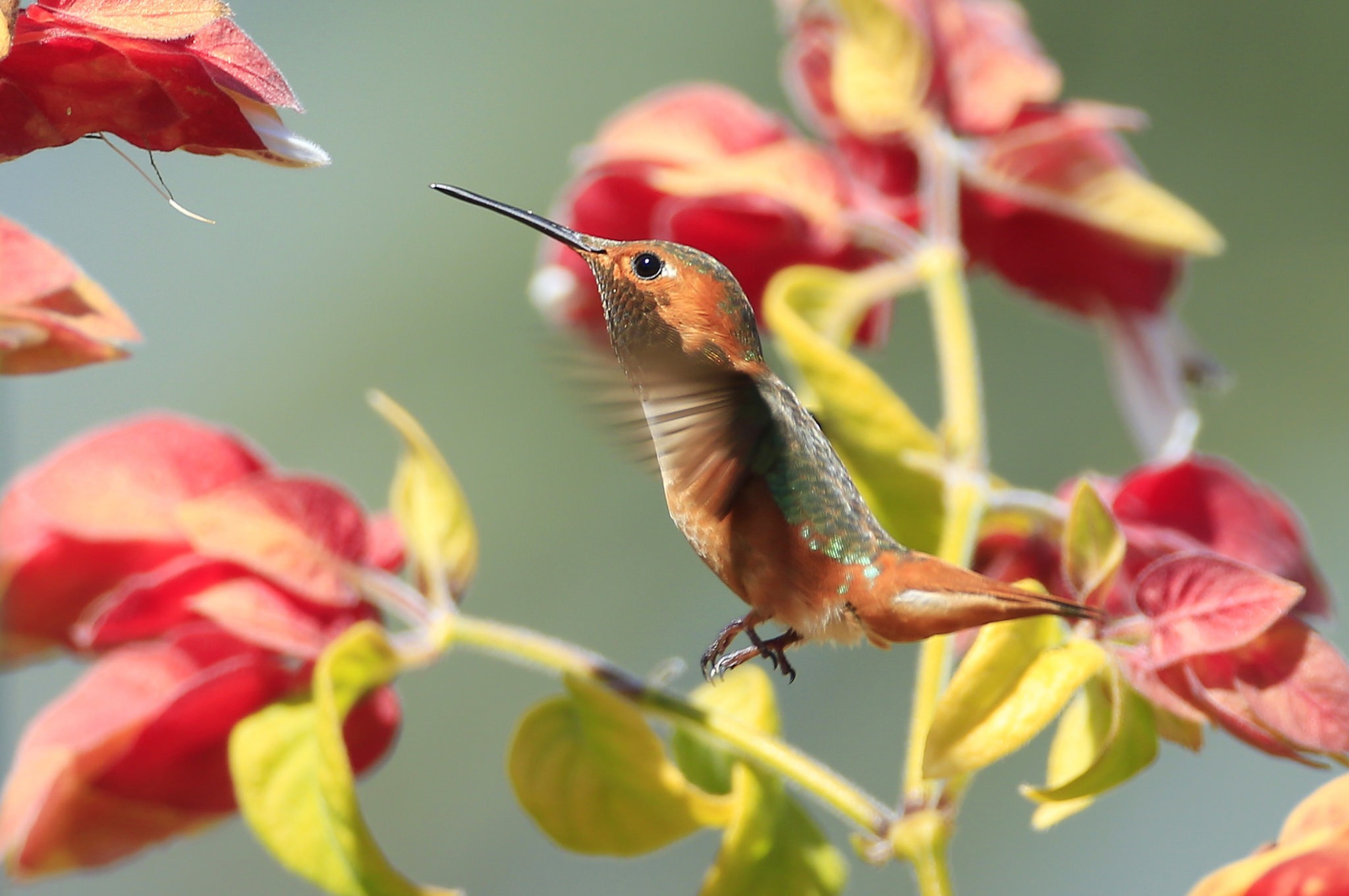 General 2048x1361 animals macro hummingbirds vibrant birds plants