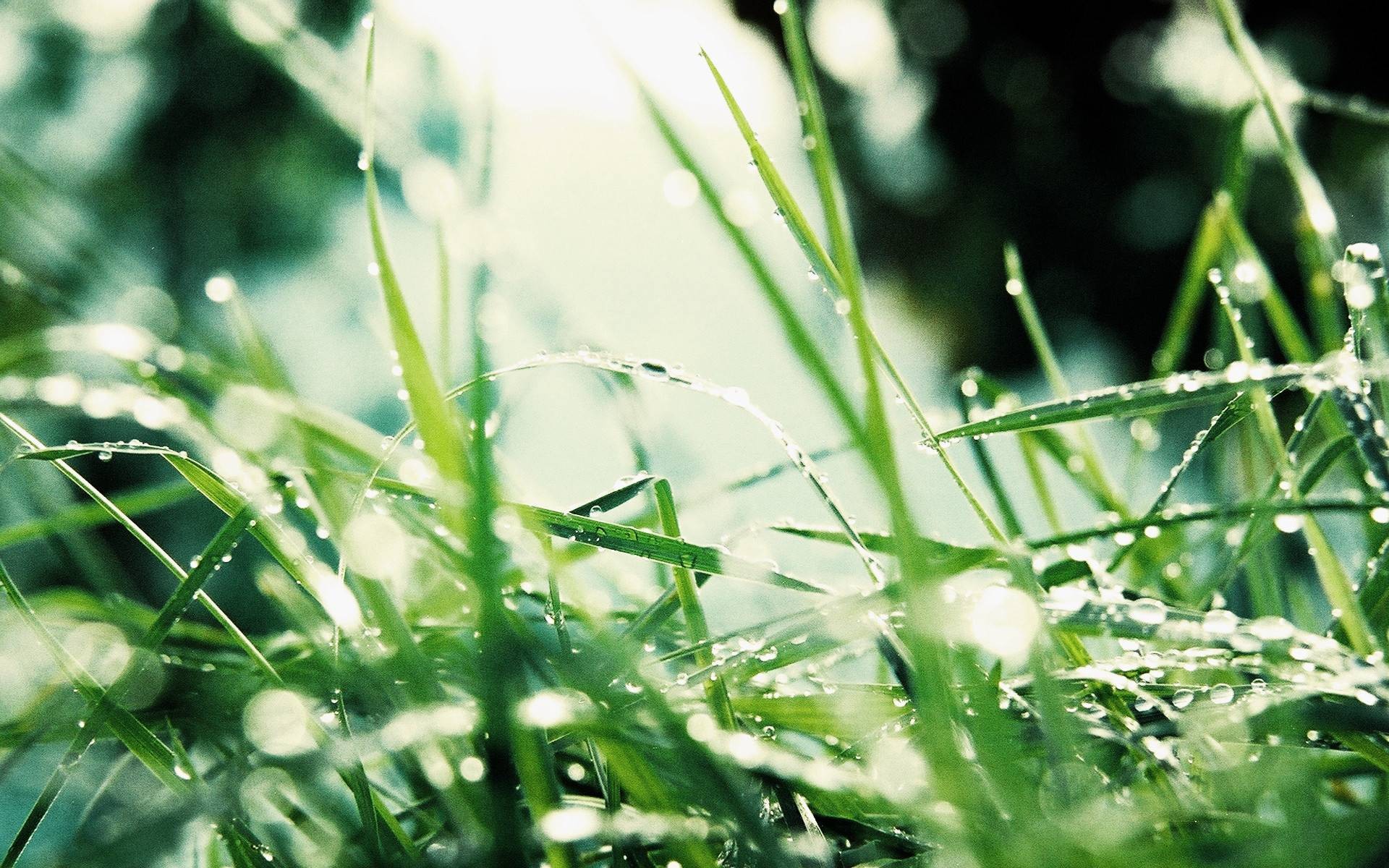 General 1920x1200 photography nature plants leaves macro green grass