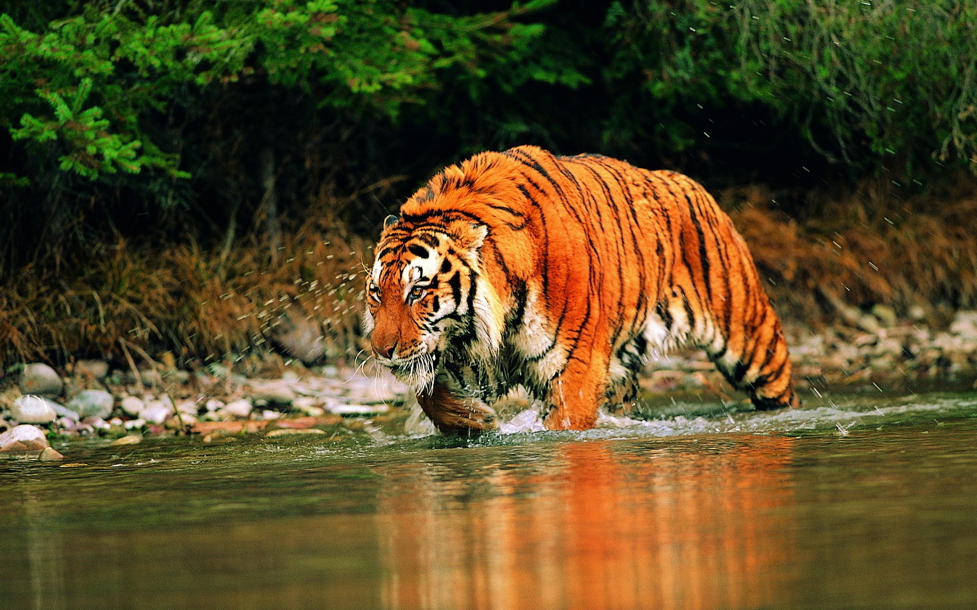 General 1920x1200 animals tiger river mammals big cats in water