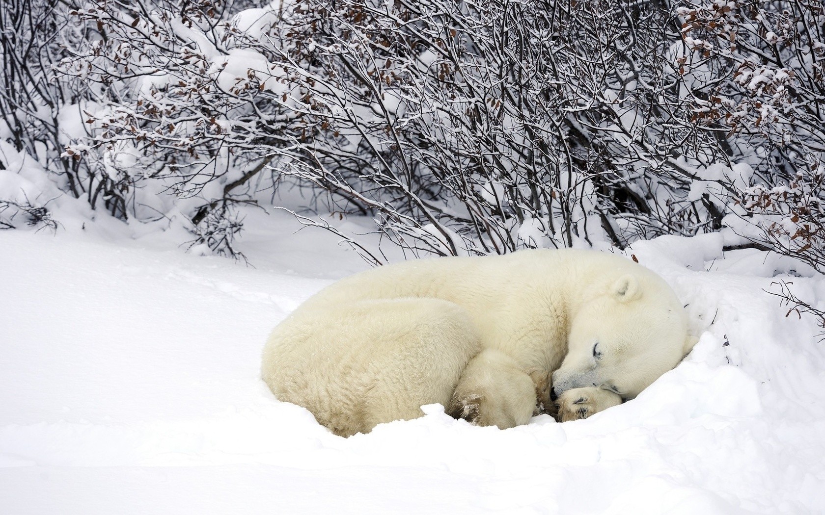 General 1680x1050 polar bears animals snow winter bears mammals outdoors