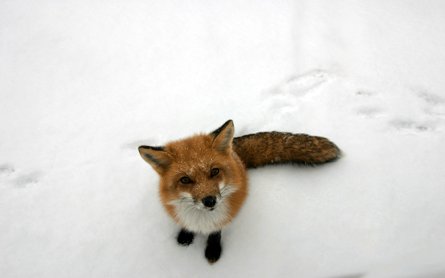 General 1440x900 fox snow animals curious winter nature mammals outdoors