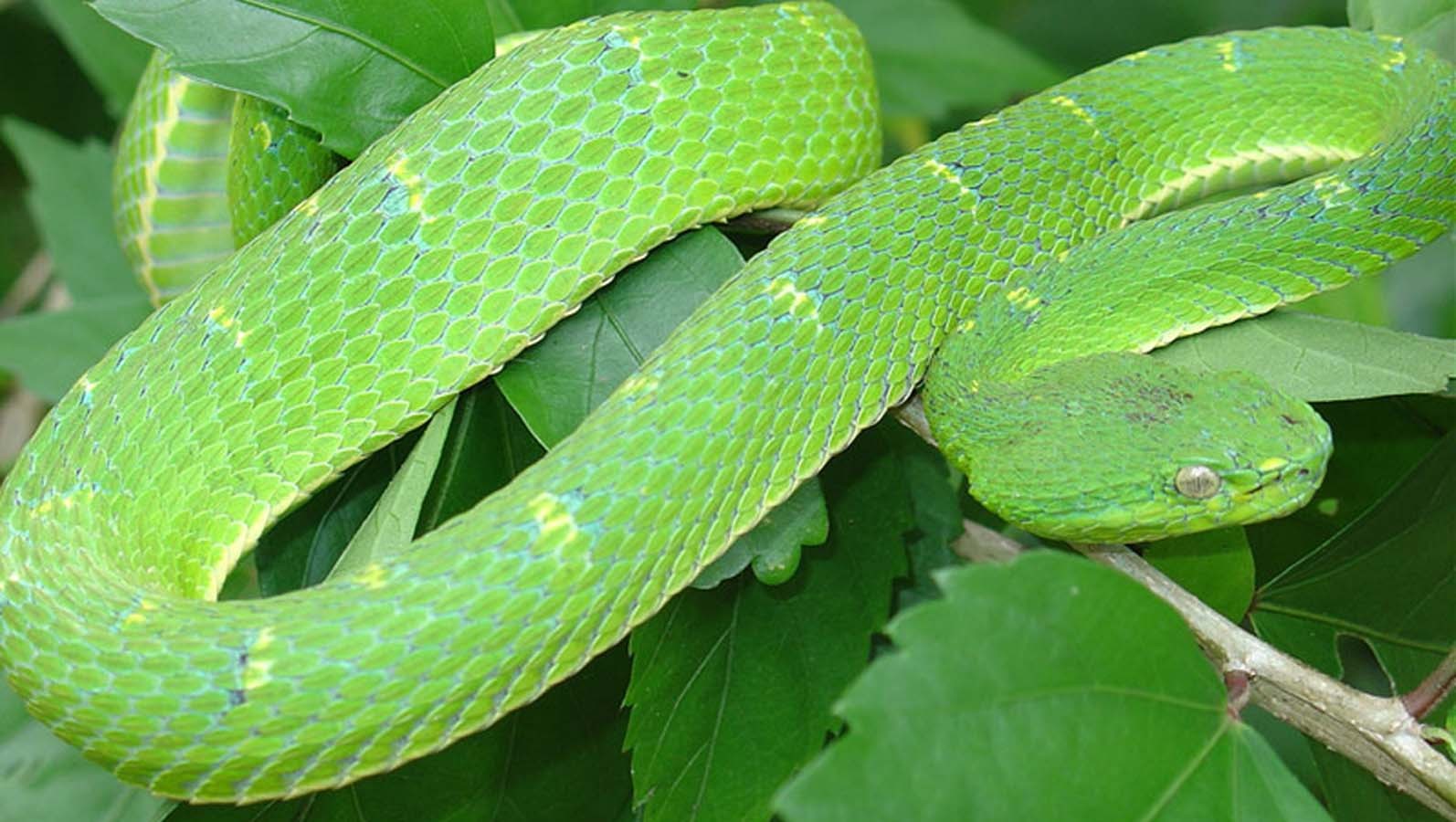 General 1594x900 green snake reptiles animals leaves