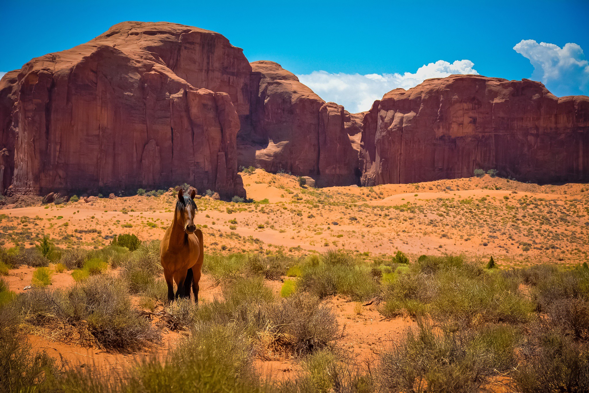 General 2048x1367 nature sandstone horse desert landscape animals mammals plants rocks