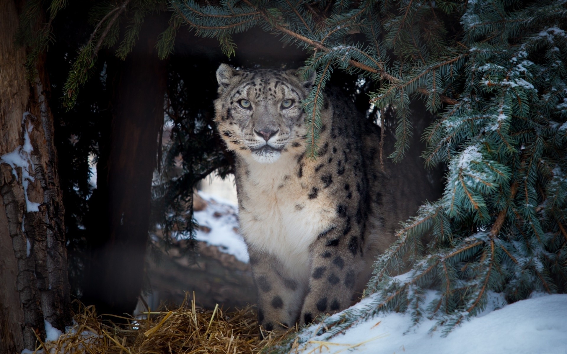 General 1920x1200 animals nature snow leopards leopard big cats mammals outdoors snow