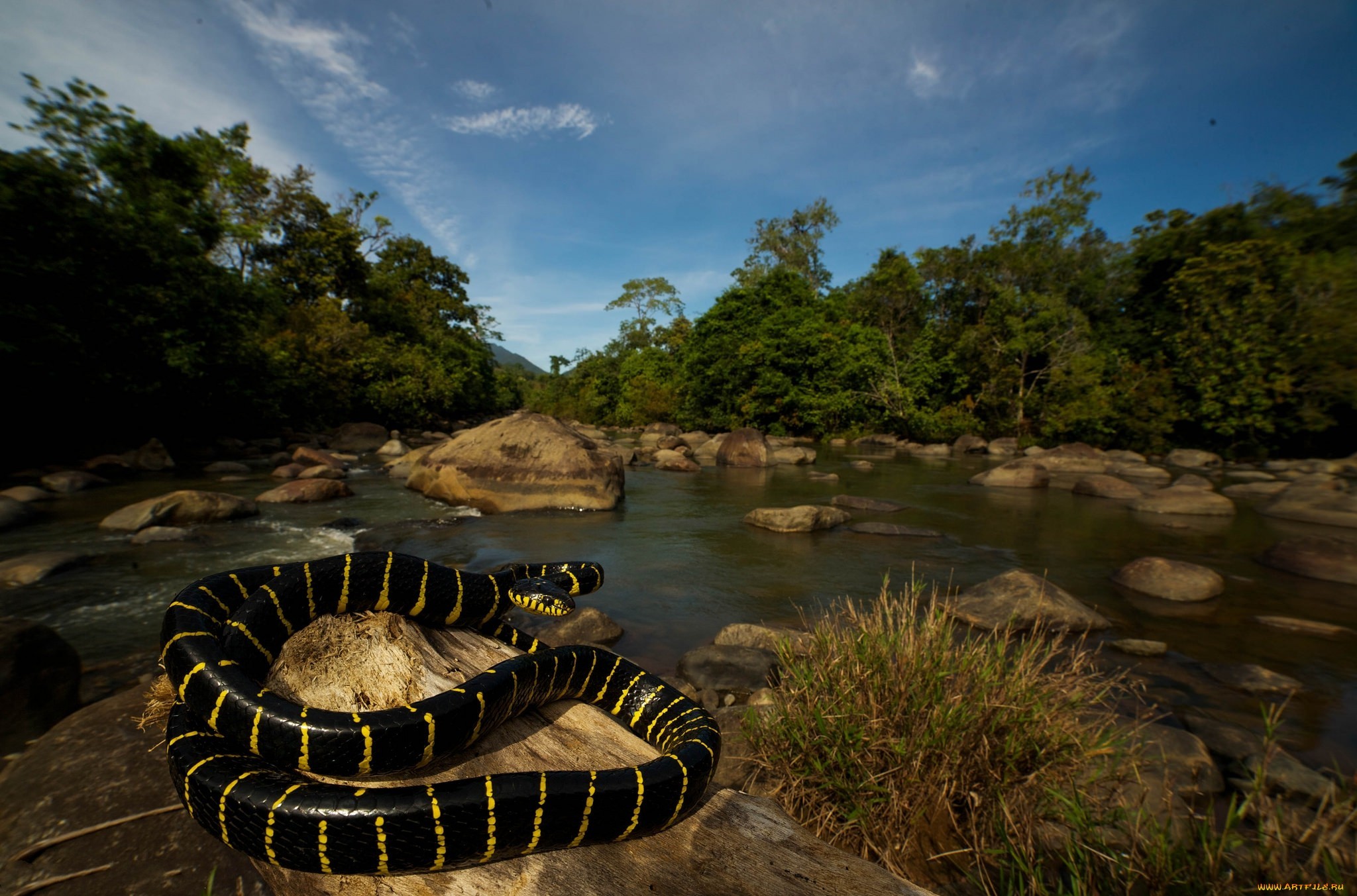 Змеи в тропическом лесу. Река Амазонка змея Анаконда. Анаконда в джунглях. Питон ТИТАНОБОА. Анаконда в джунглях амазонки.