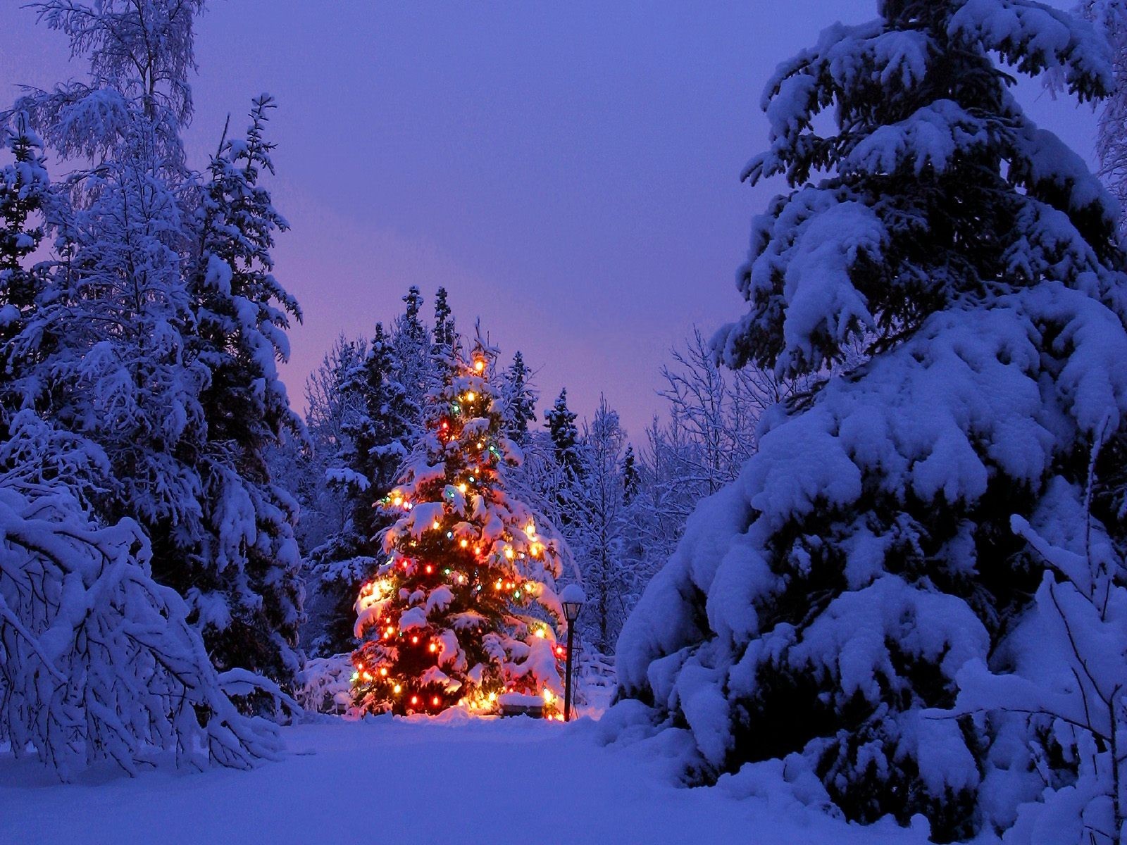 General 1600x1200 Christmas Christmas tree winter snow Christmas lights forest holiday outdoors cold ice trees